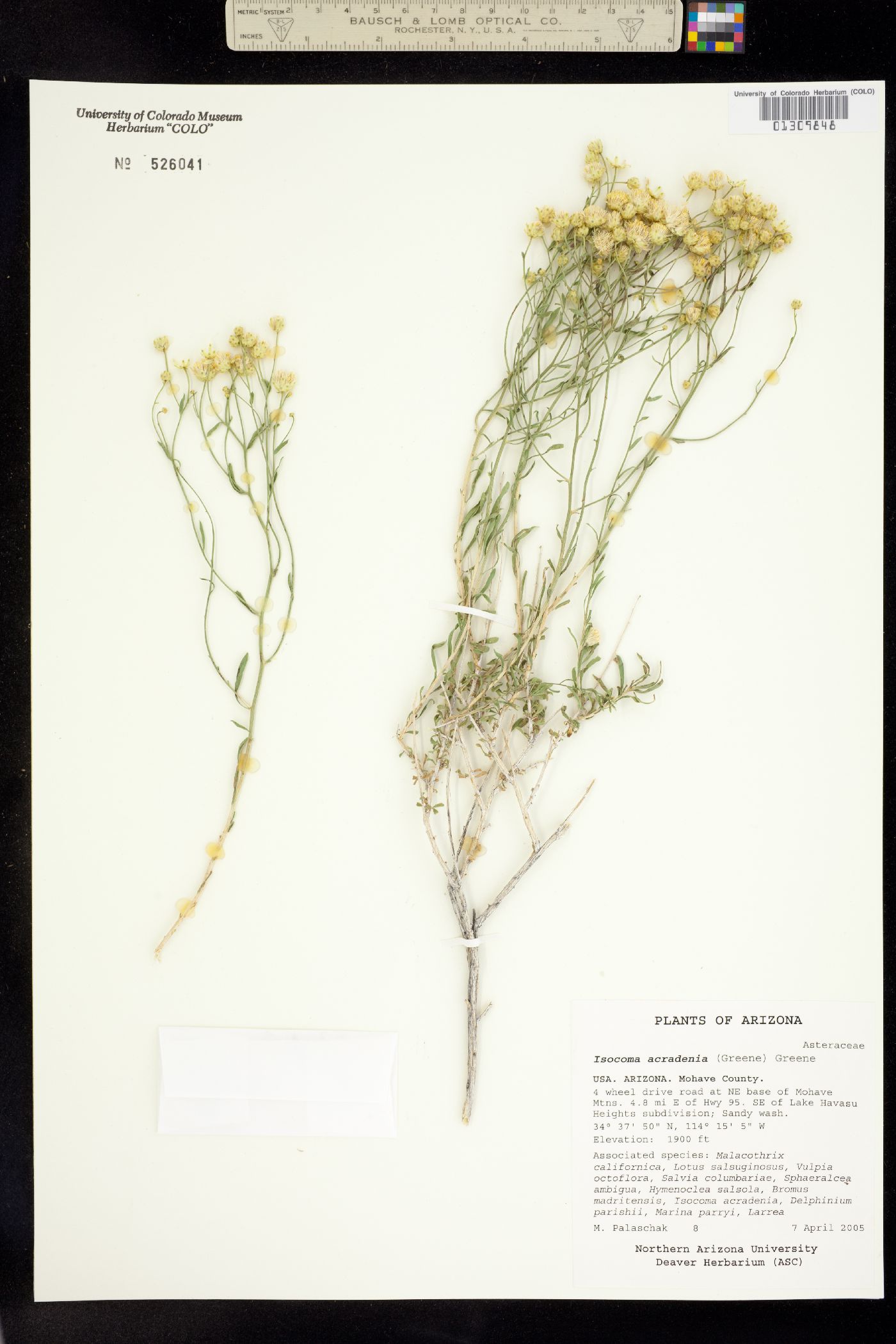 Isocoma acradenia image