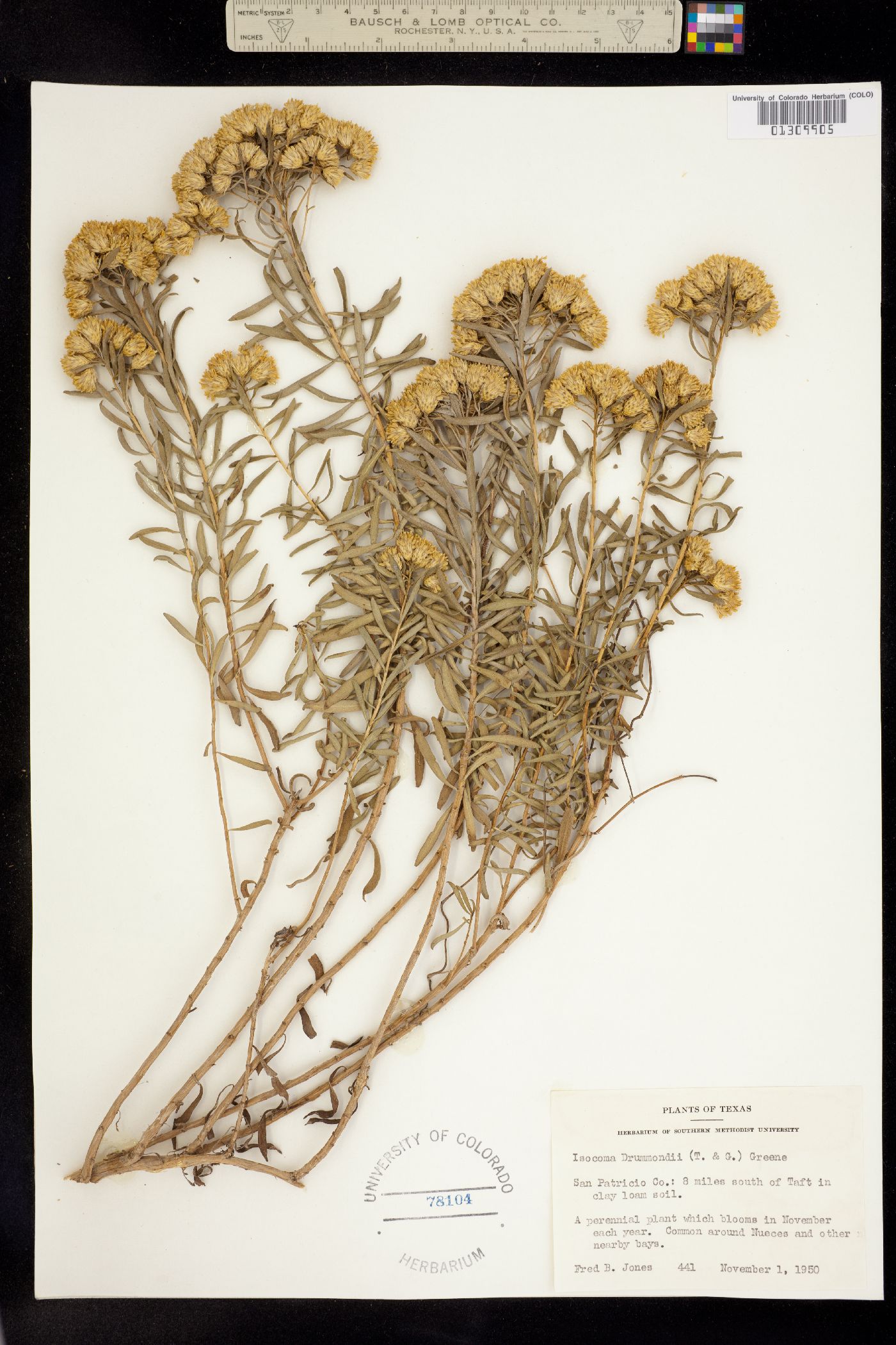 Isocoma drummondii image