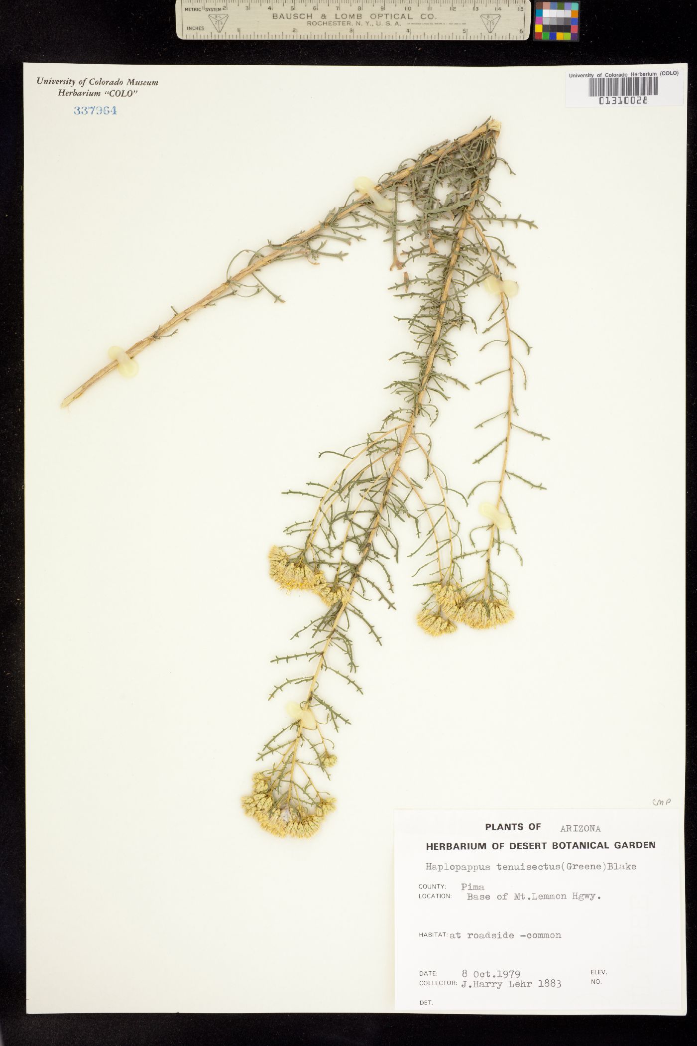 Isocoma tenuisecta image
