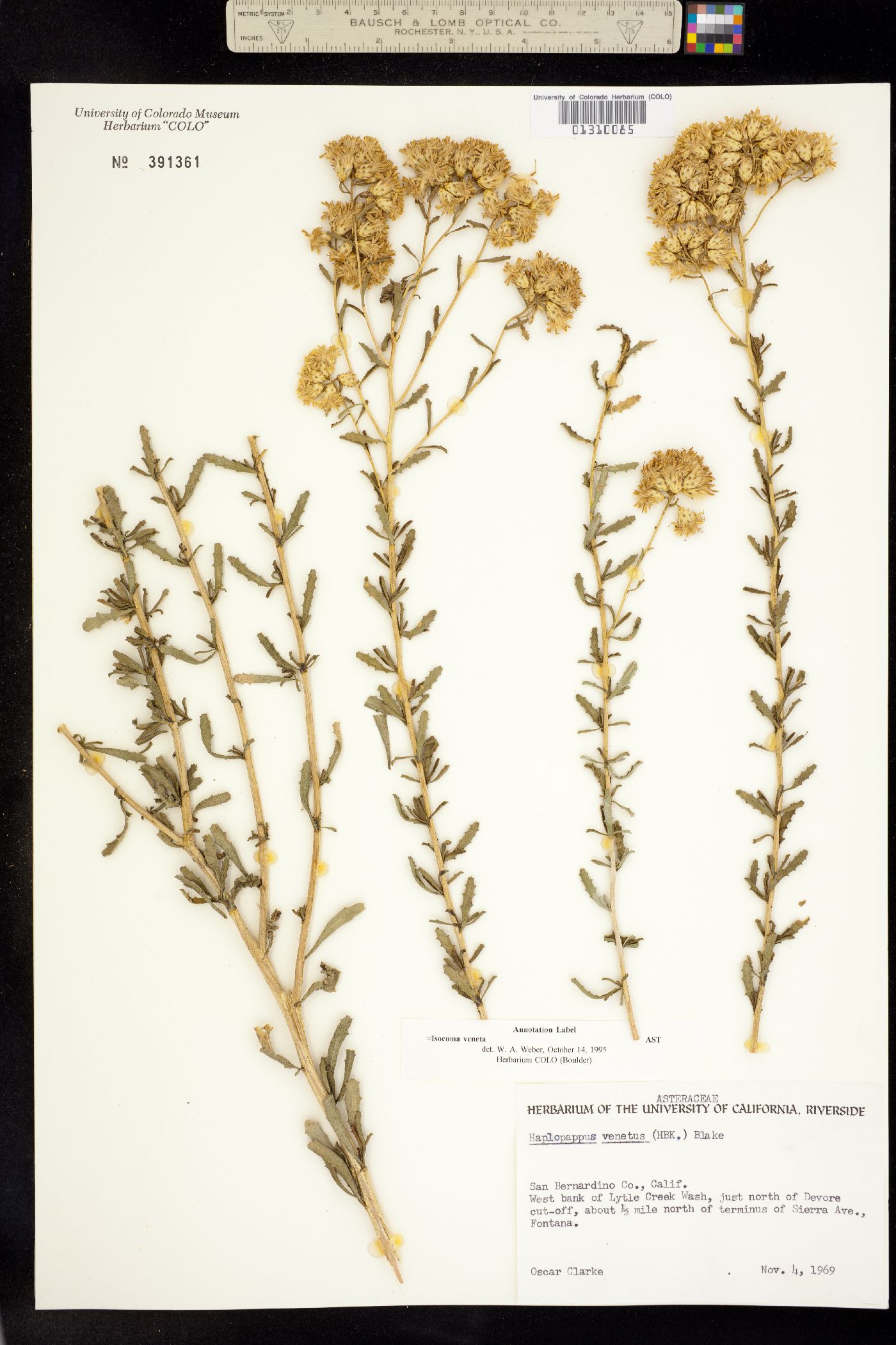 Isocoma veneta image