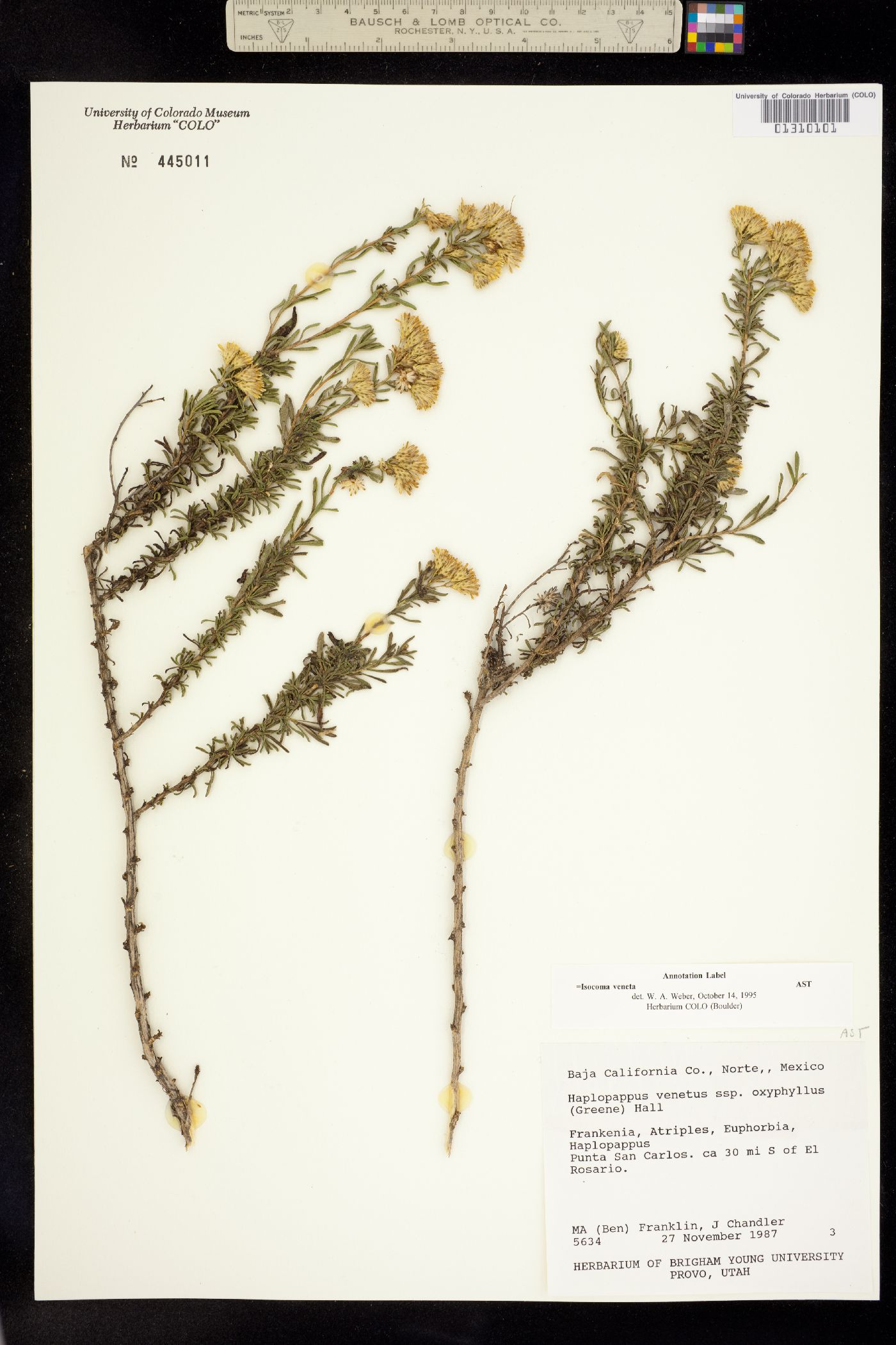Isocoma image