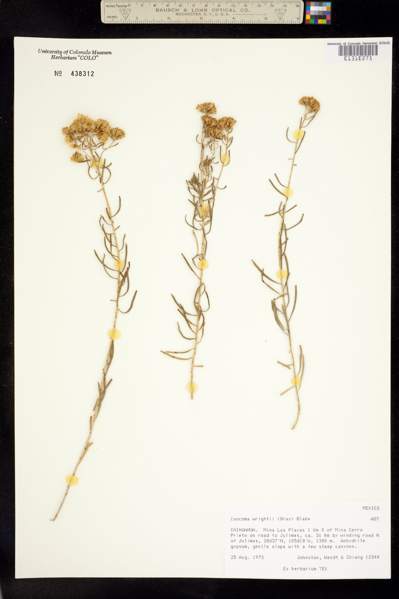 Isocoma pluriflora image