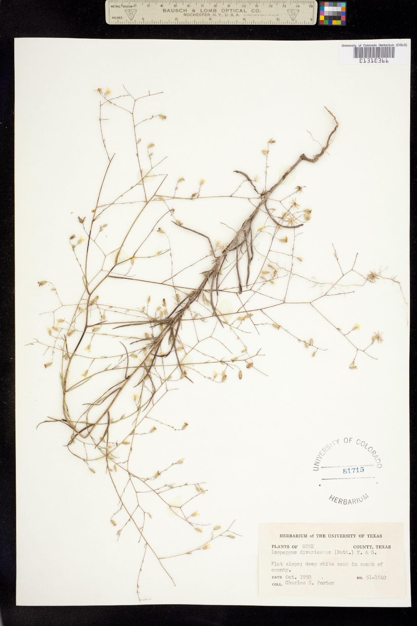 Croptilon divaricatum image