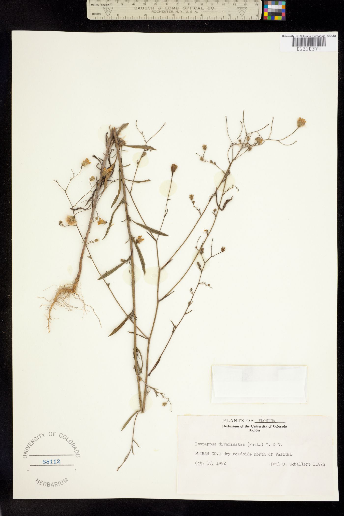 Croptilon divaricatum image