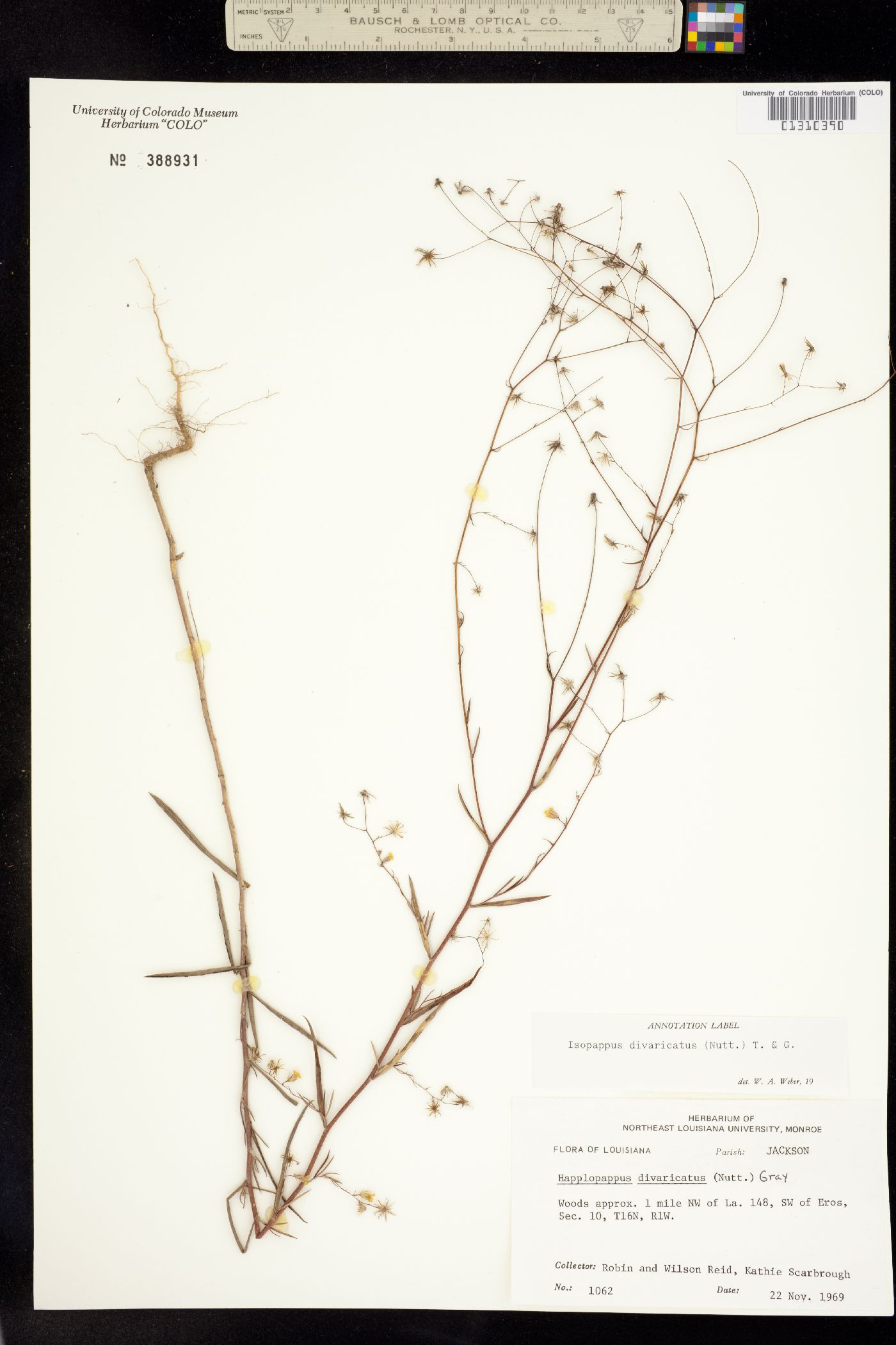 Croptilon divaricatum image