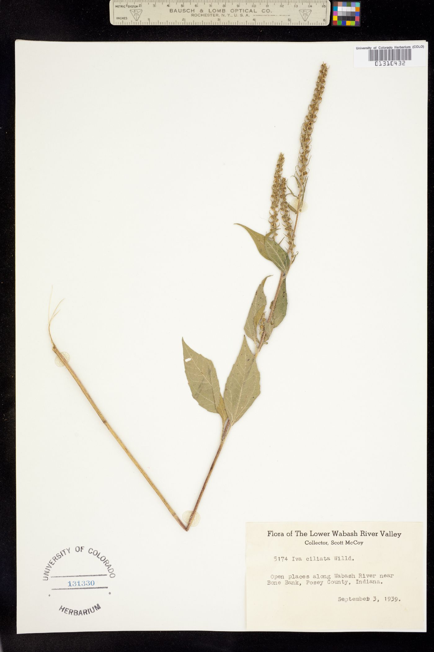 Iva annua image