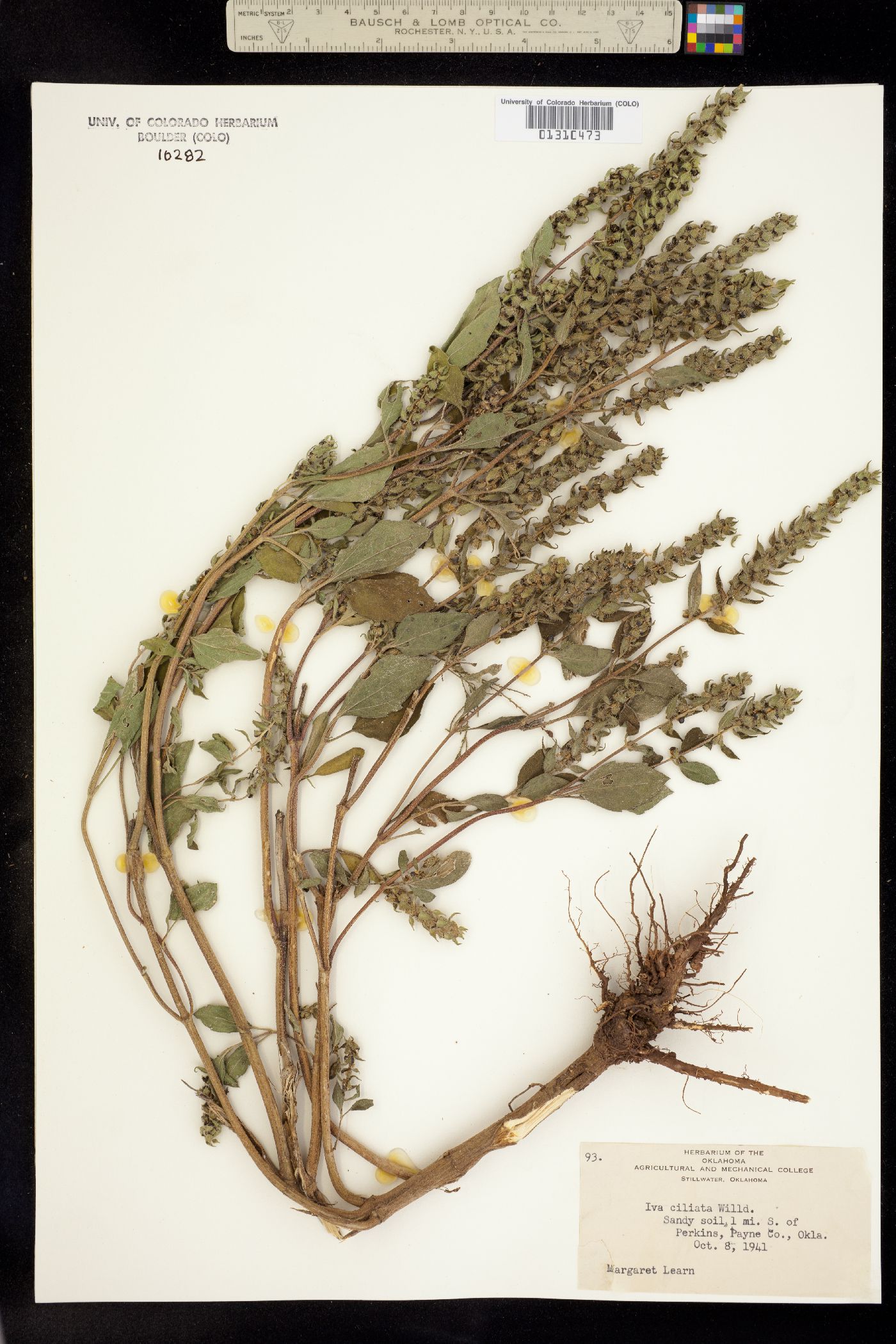 Iva annua image