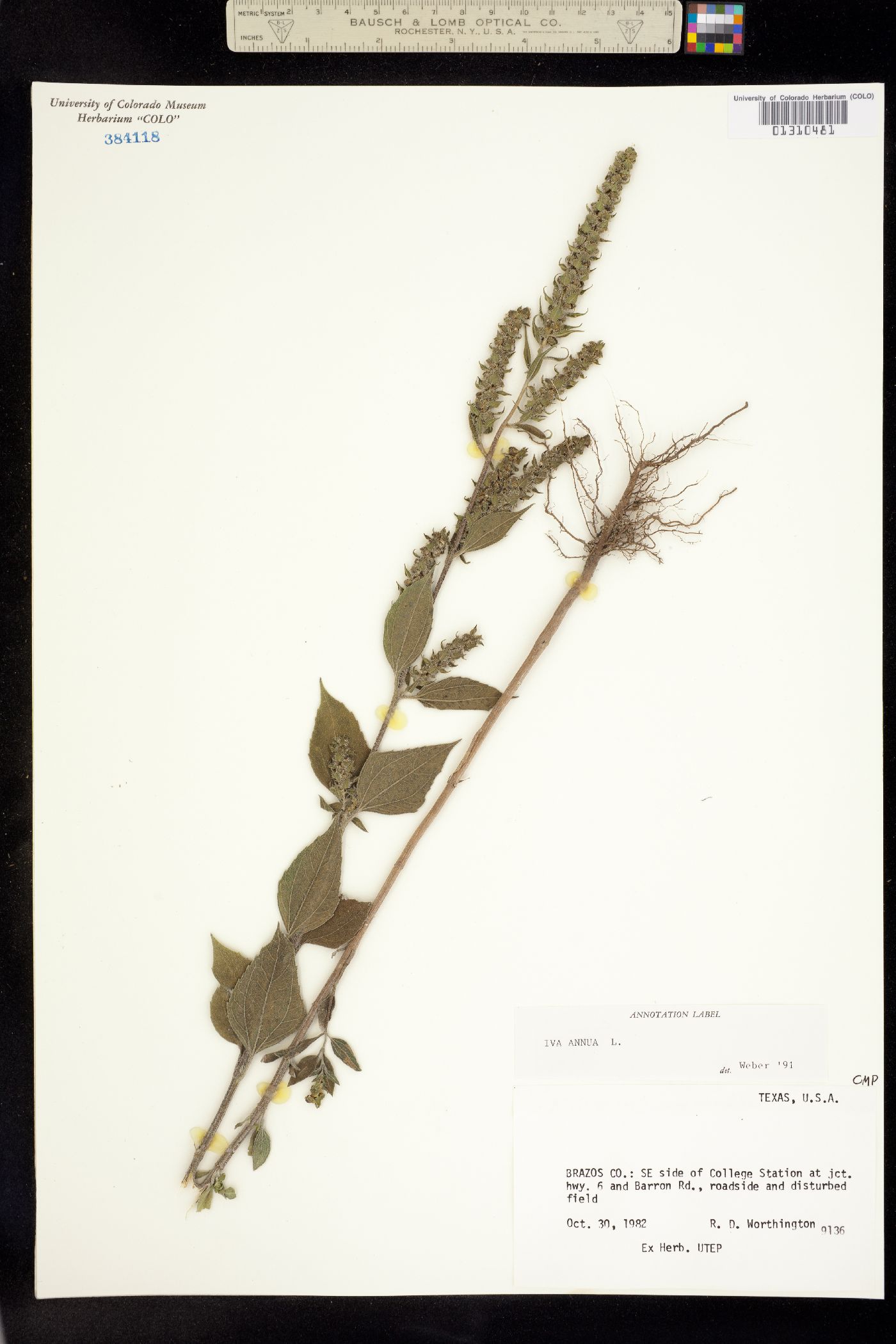 Iva annua image