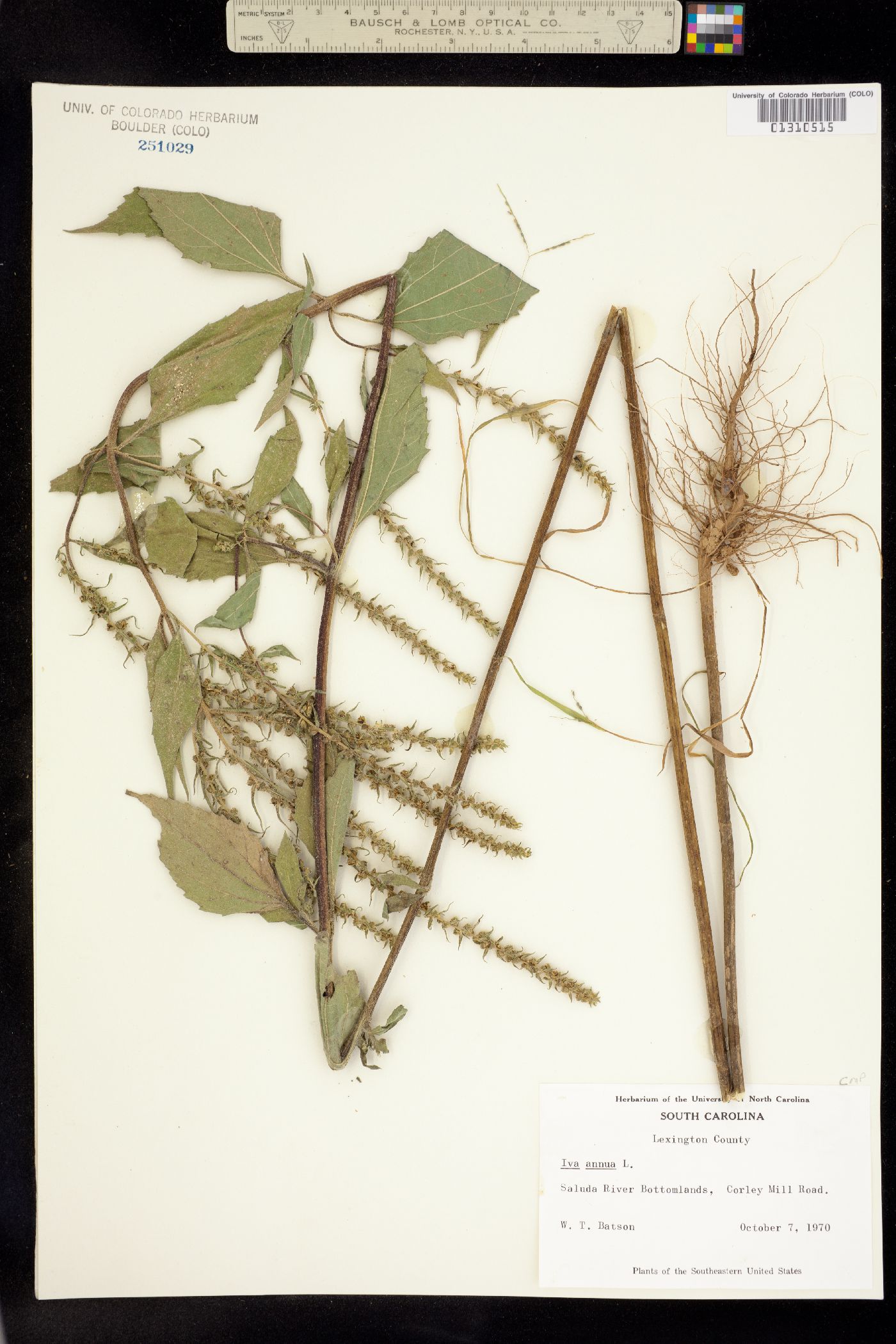 Iva annua image