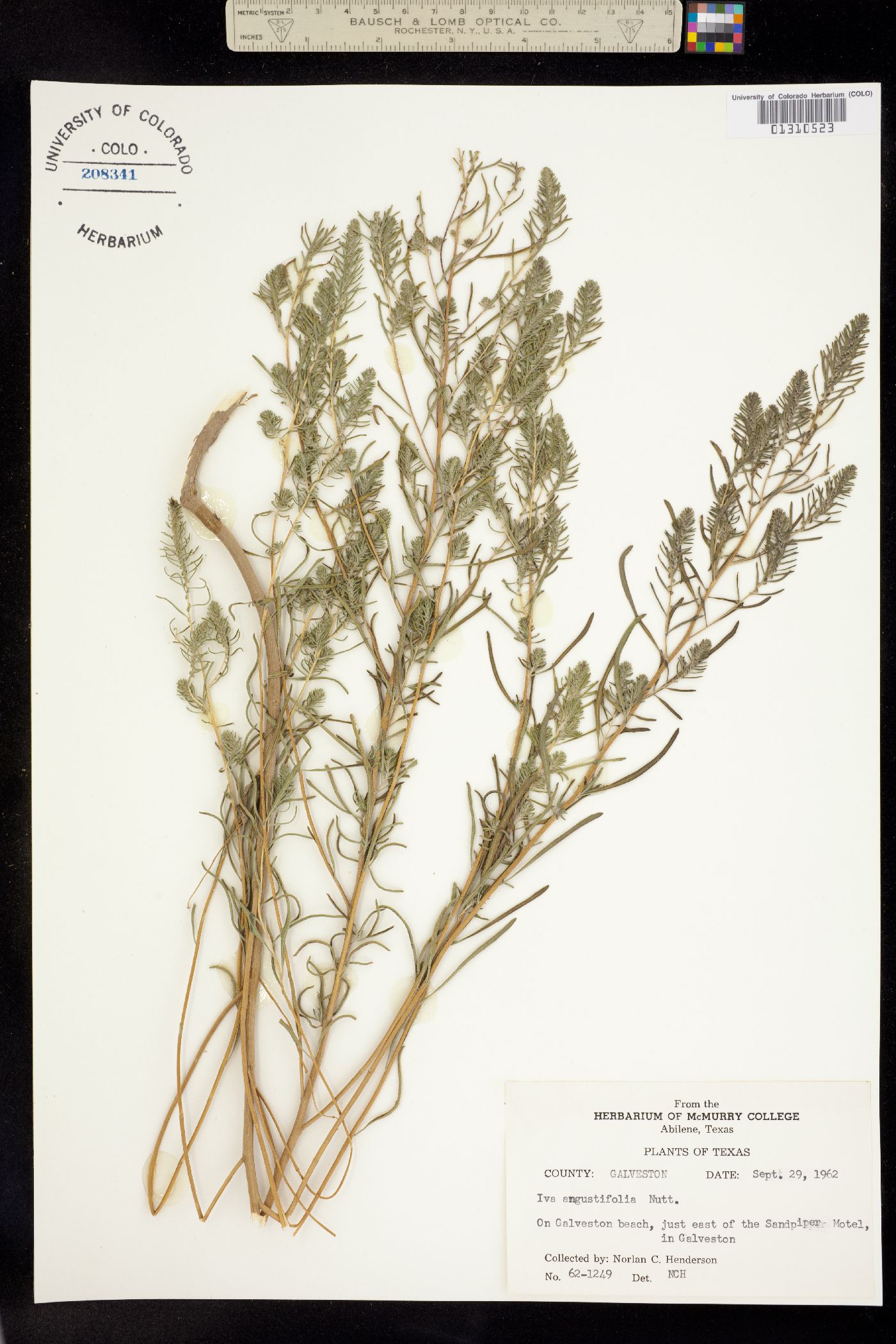 Iva angustifolia image