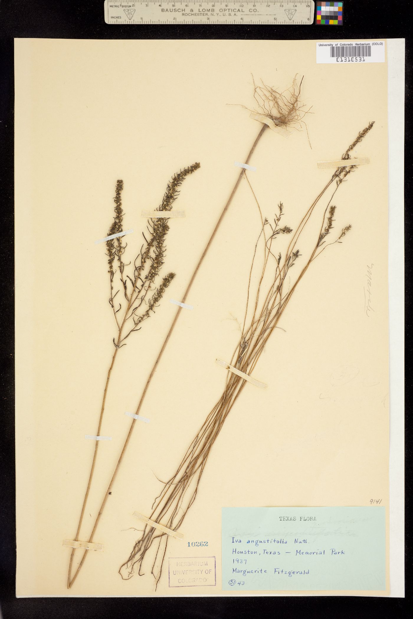 Iva angustifolia image