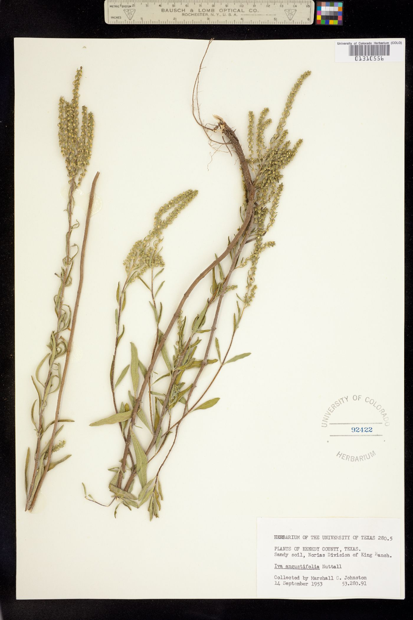 Iva angustifolia image