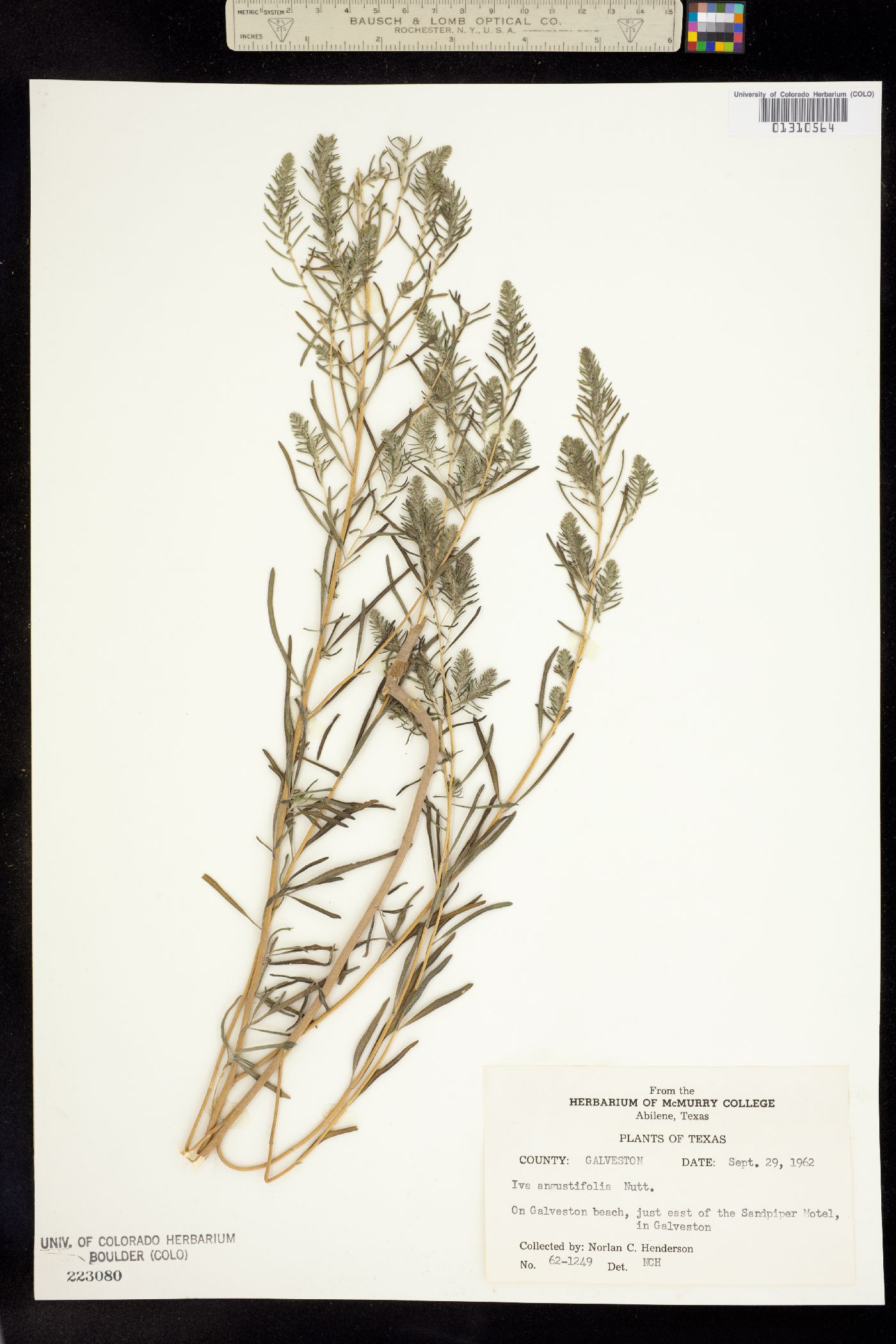 Iva angustifolia image