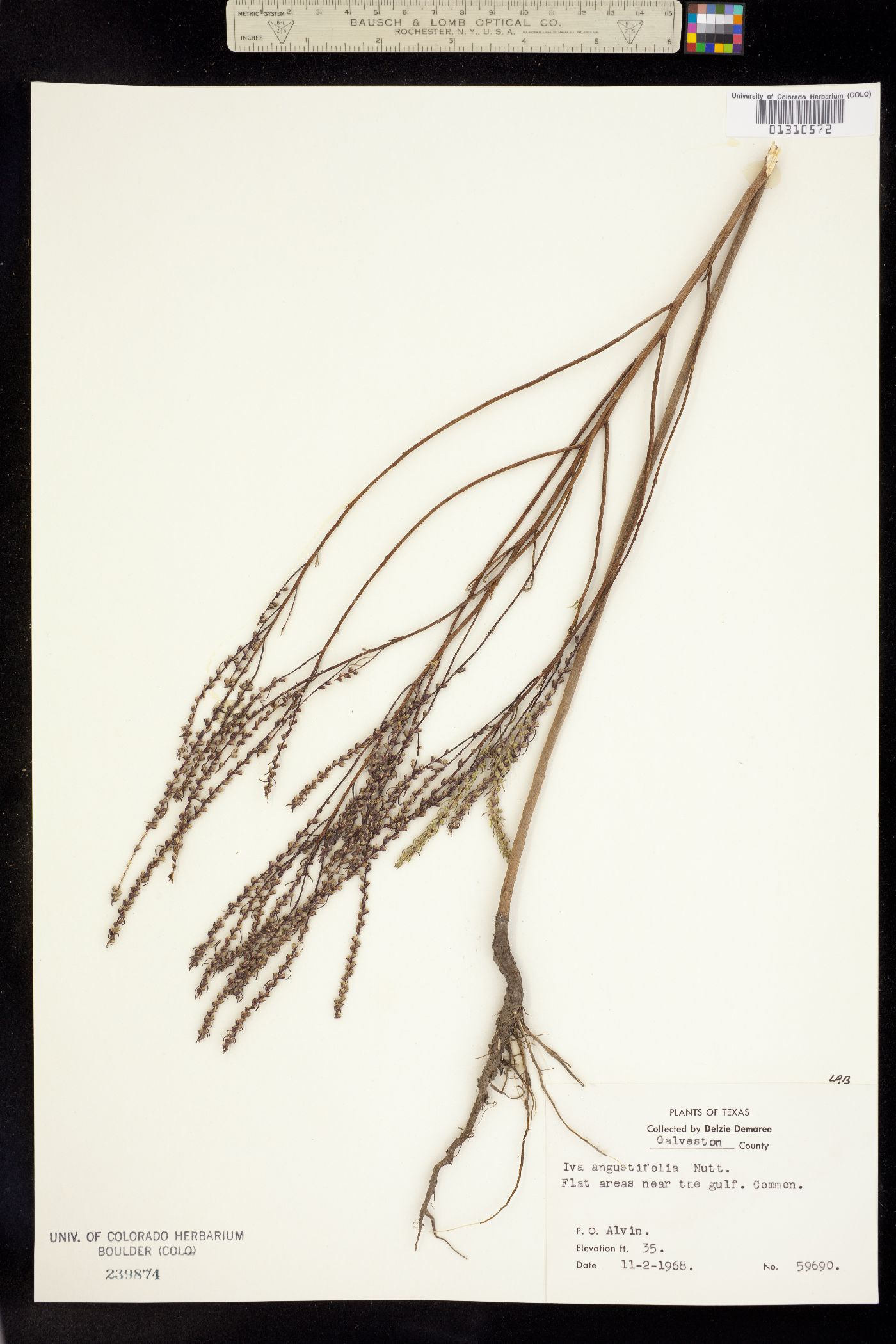 Iva angustifolia image