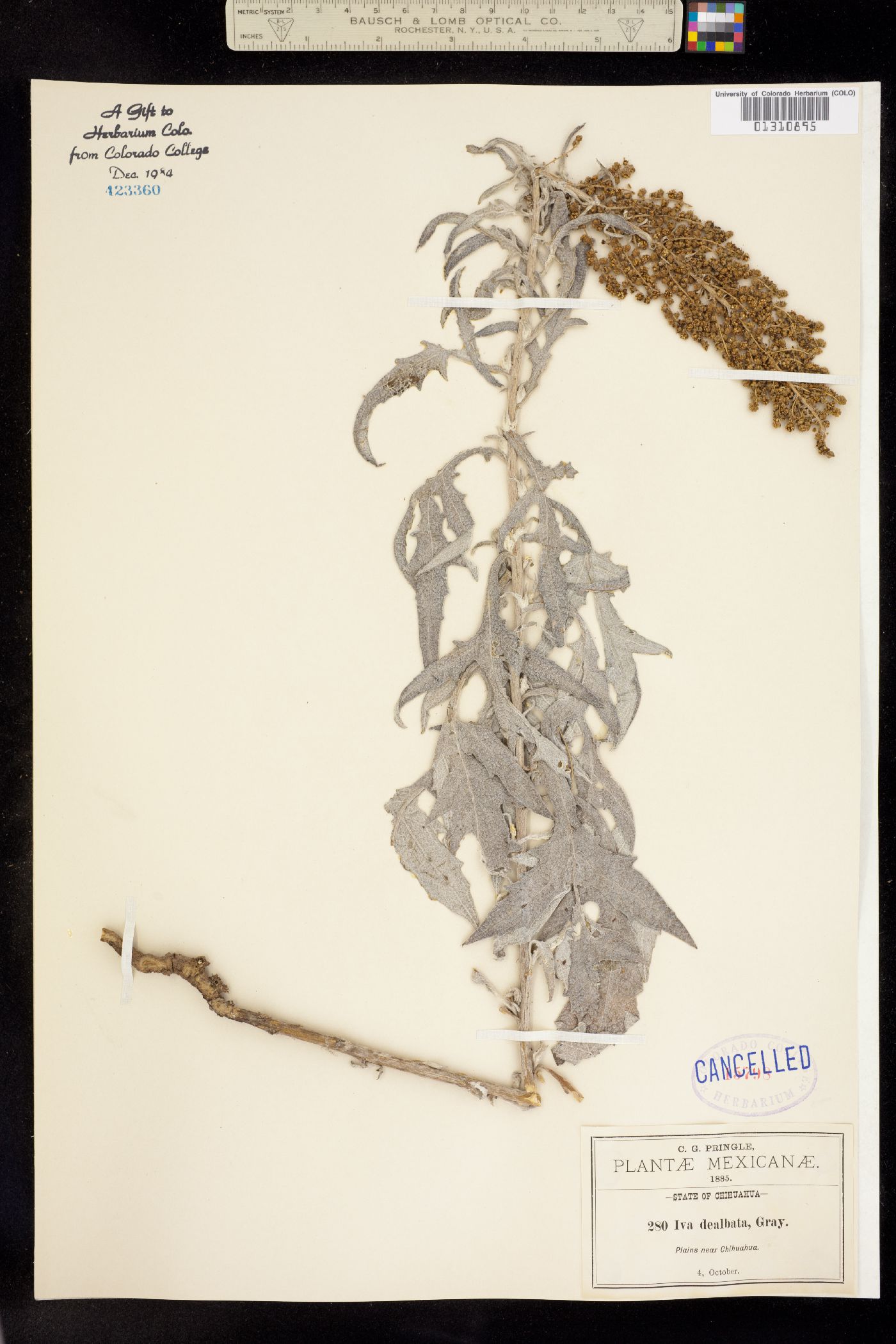 Iva dealbata image