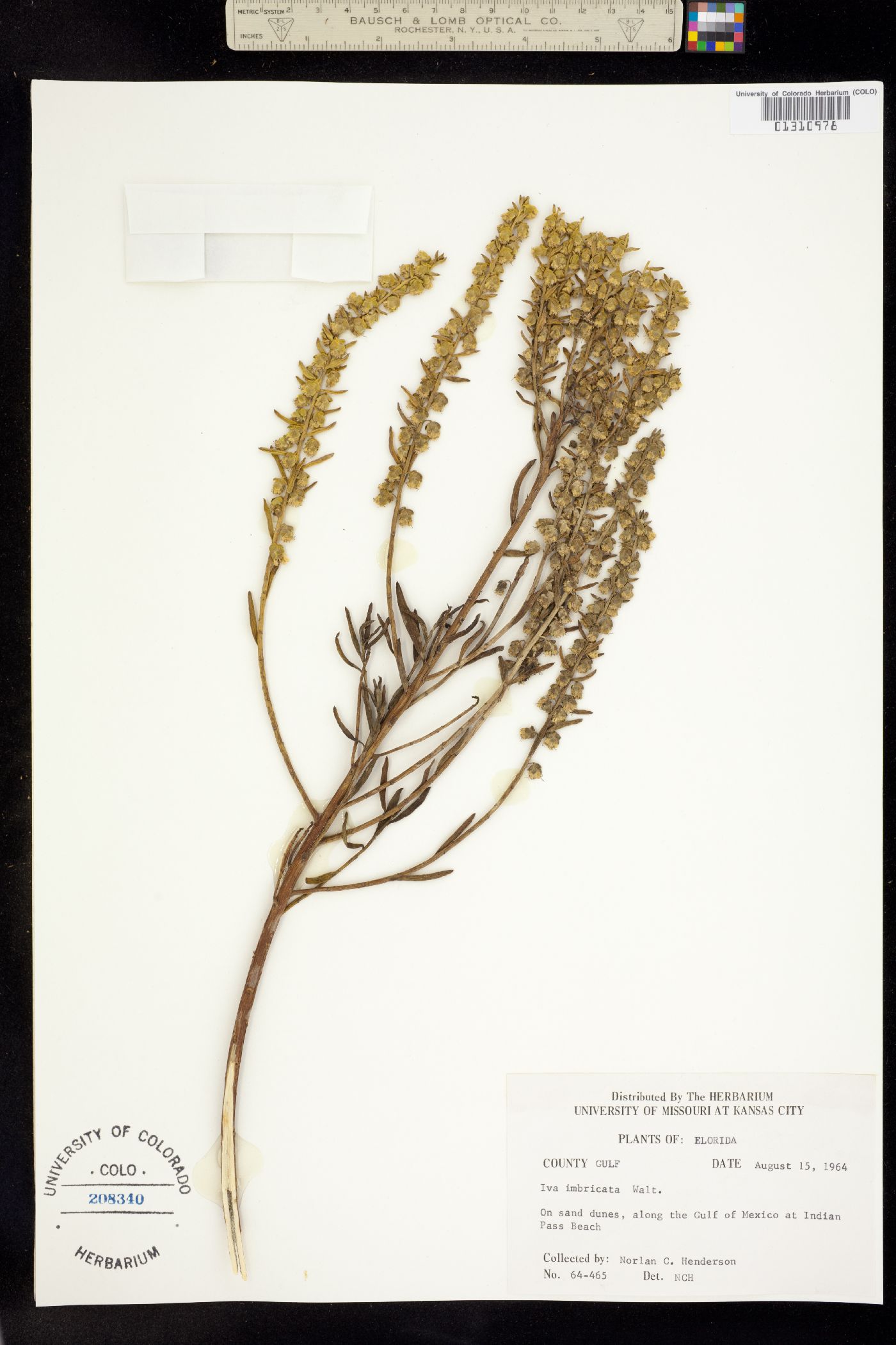Iva imbricata image