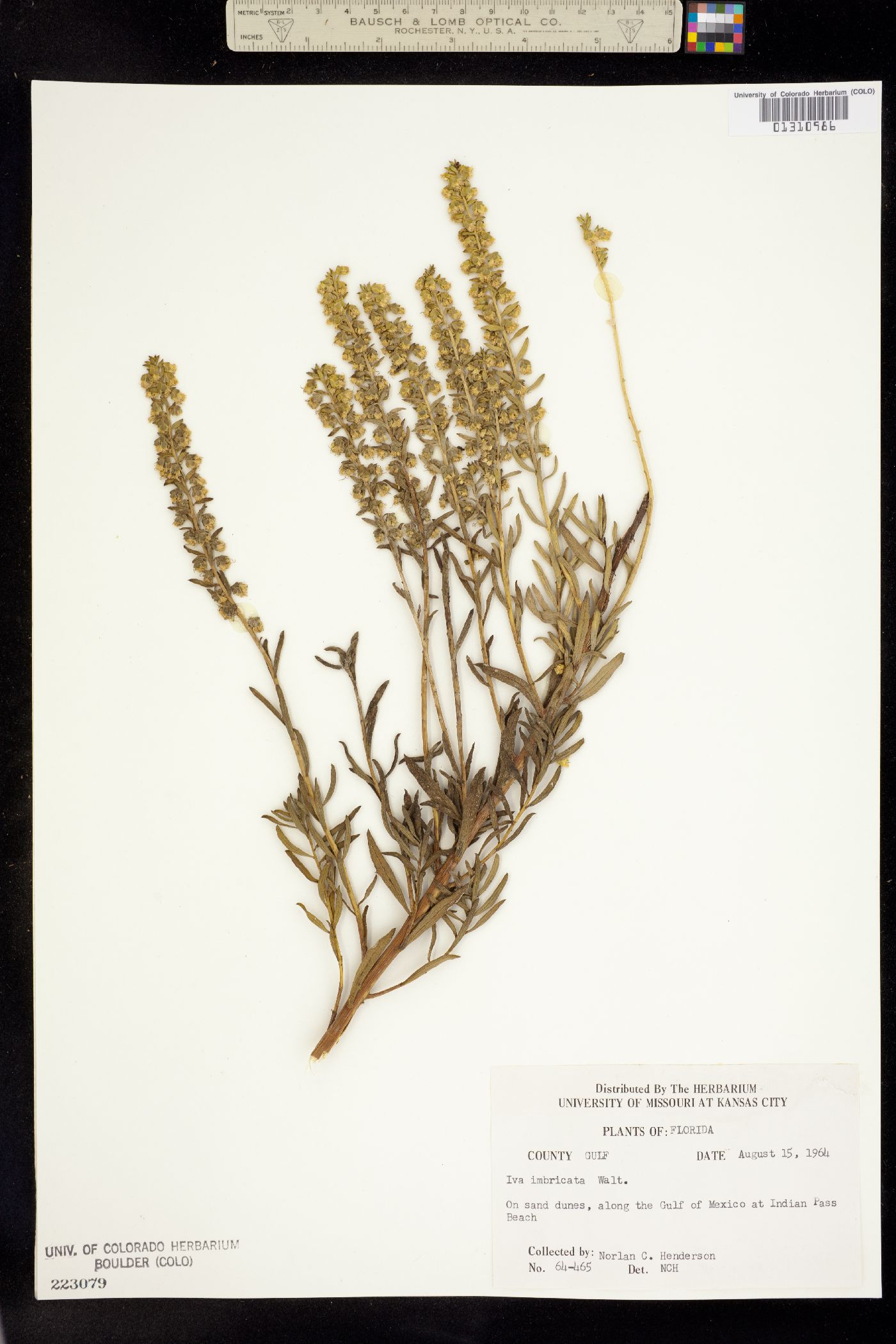 Iva imbricata image