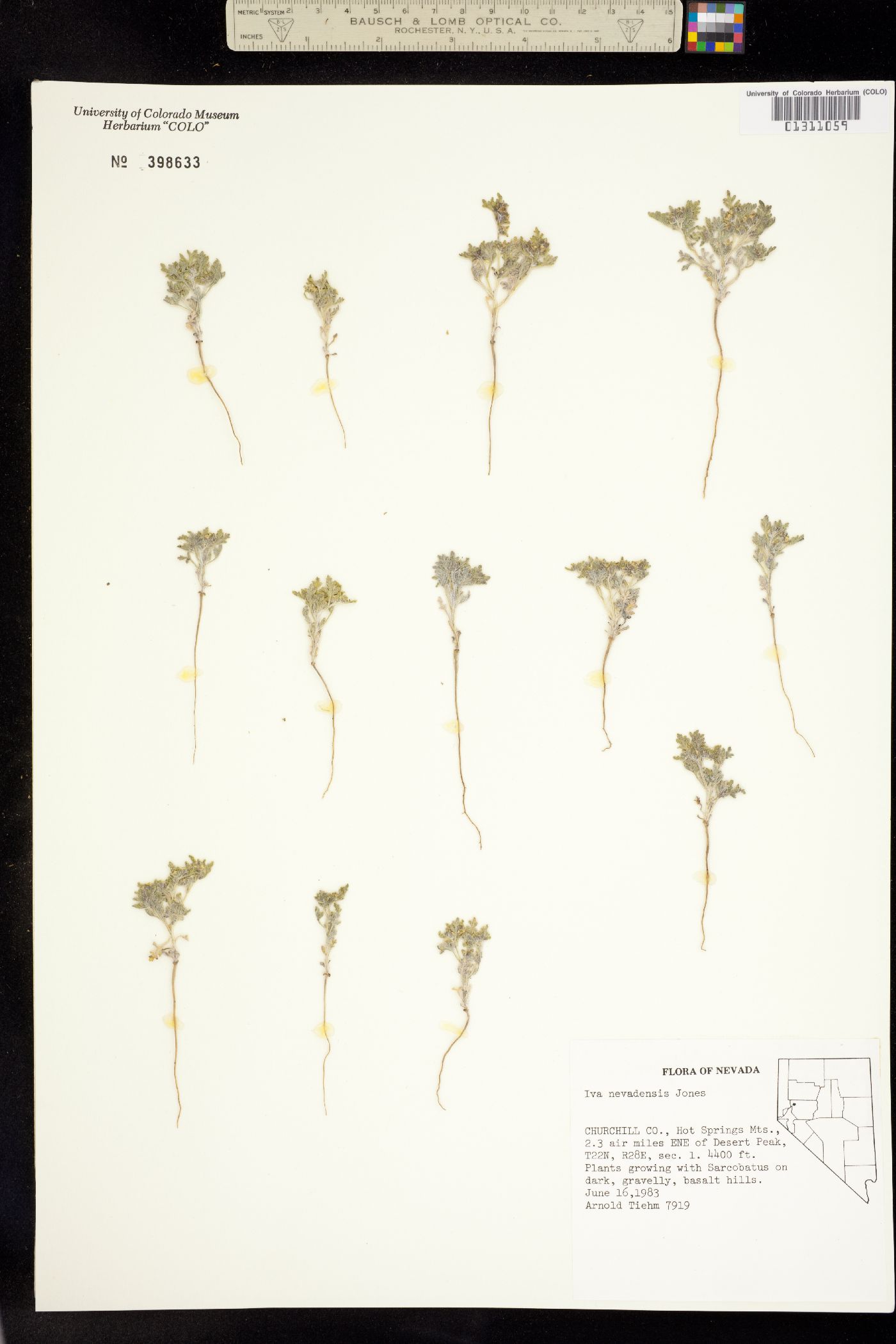 Chorisiva nevadensis image