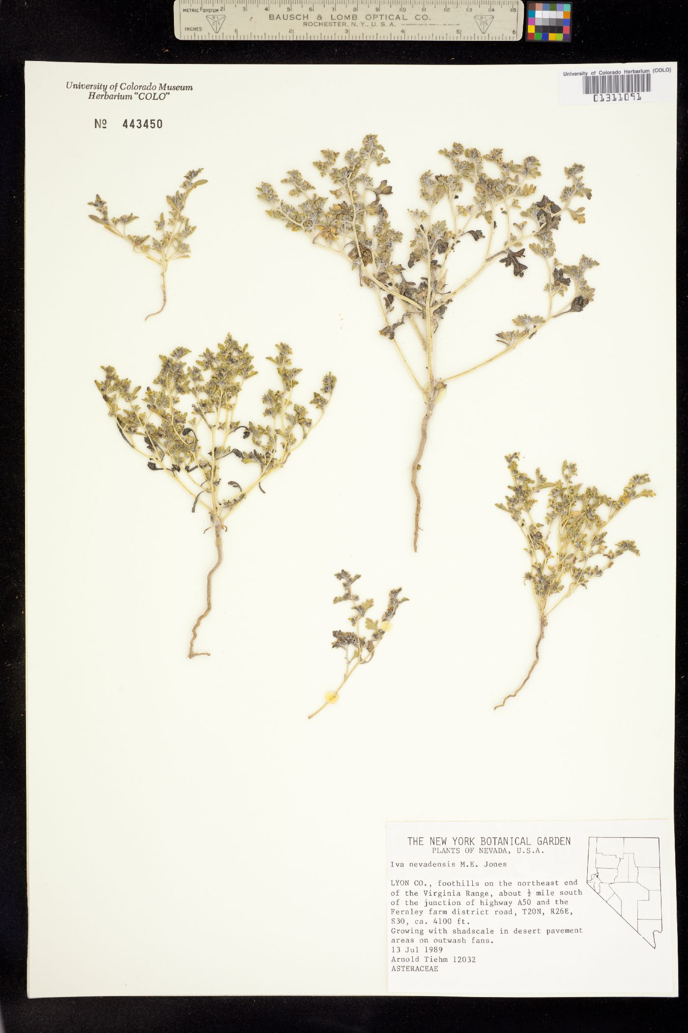 Chorisiva nevadensis image