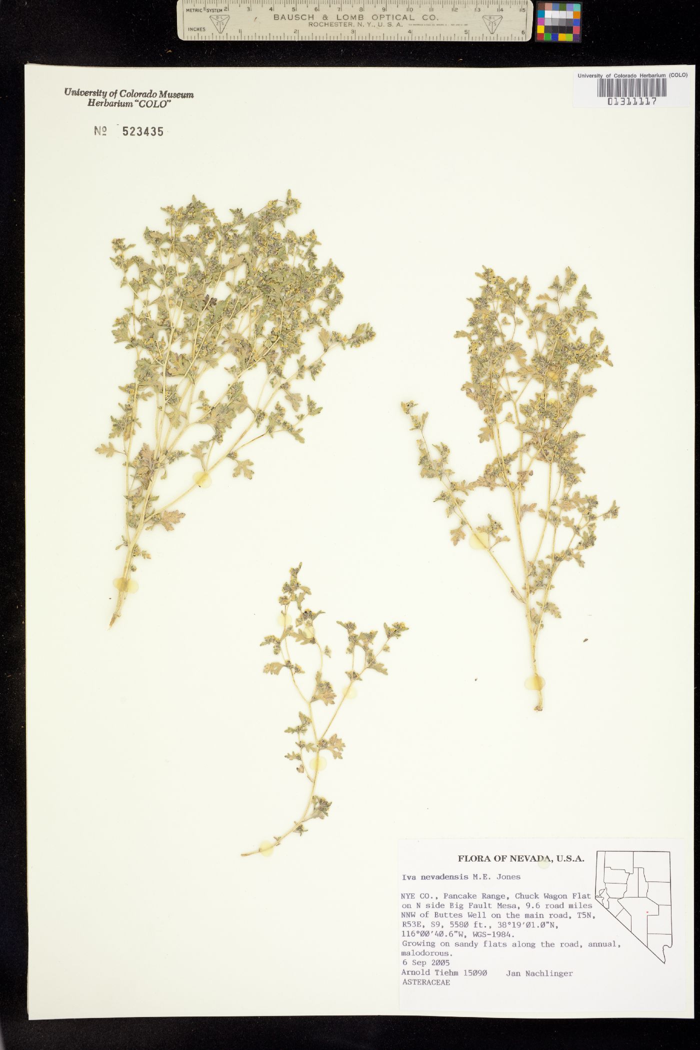 Chorisiva nevadensis image
