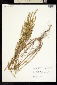 Iva asperifolia image