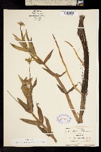 Jaegeria bellidiflora image