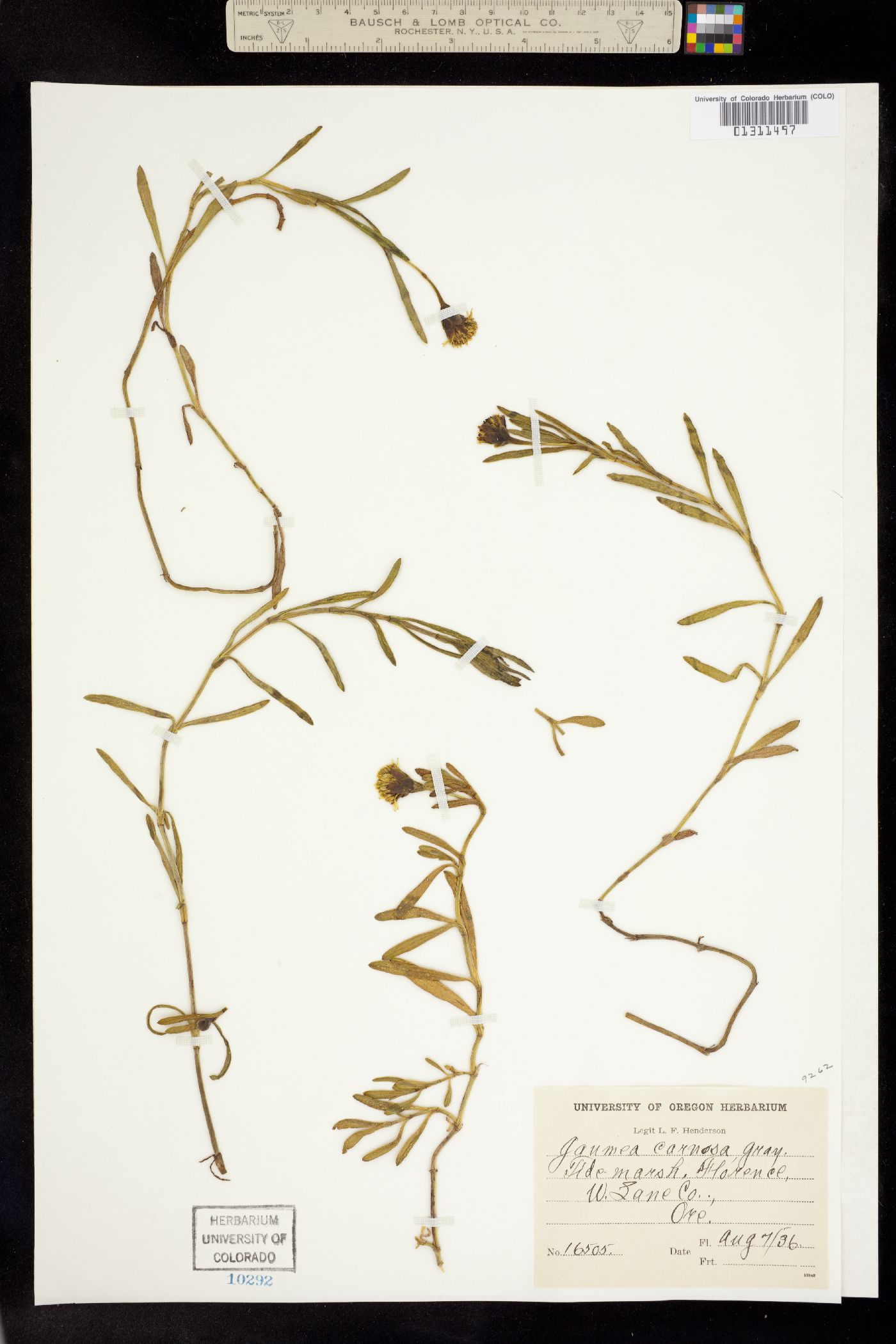 Jaumea carnosa image
