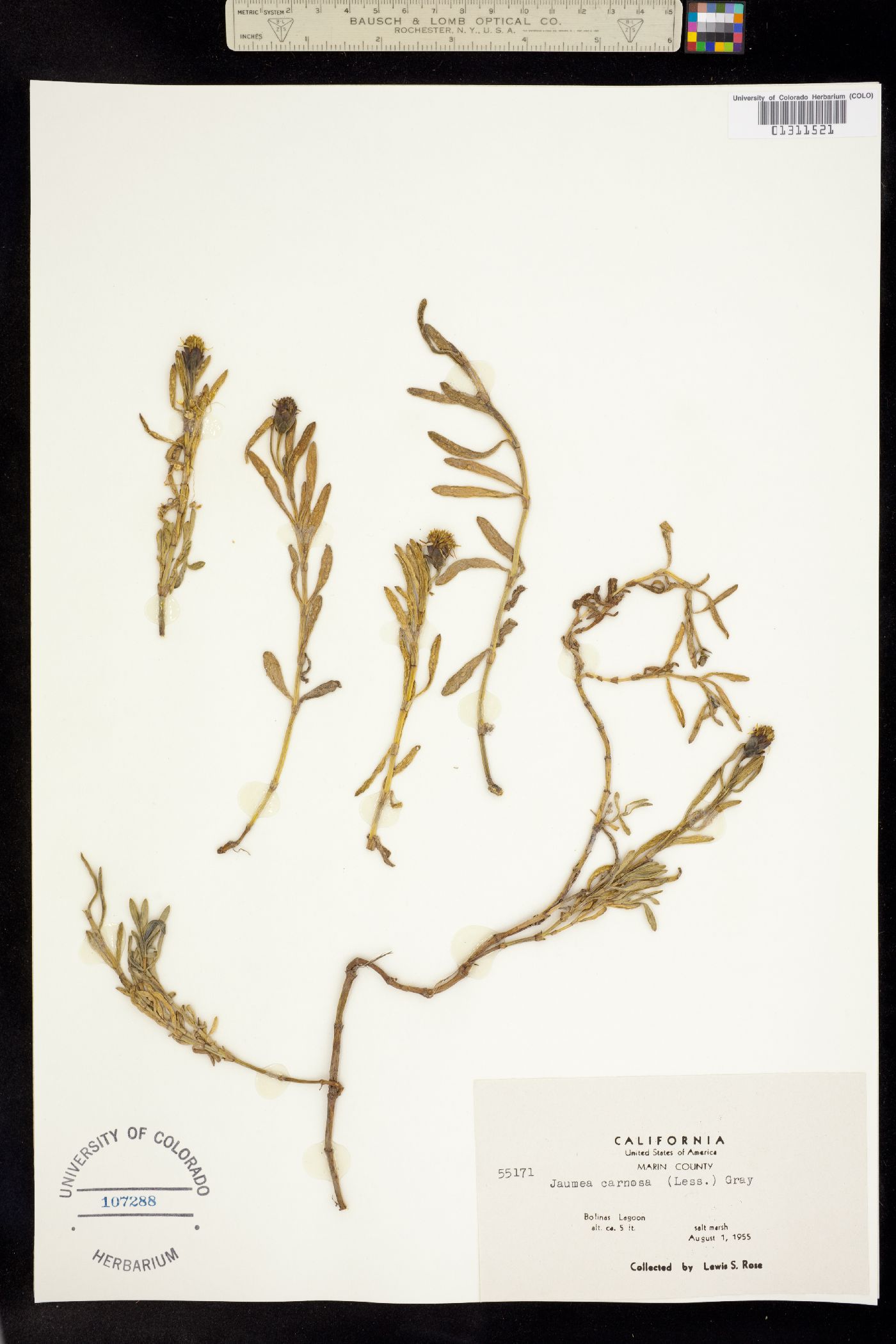 Jaumea carnosa image