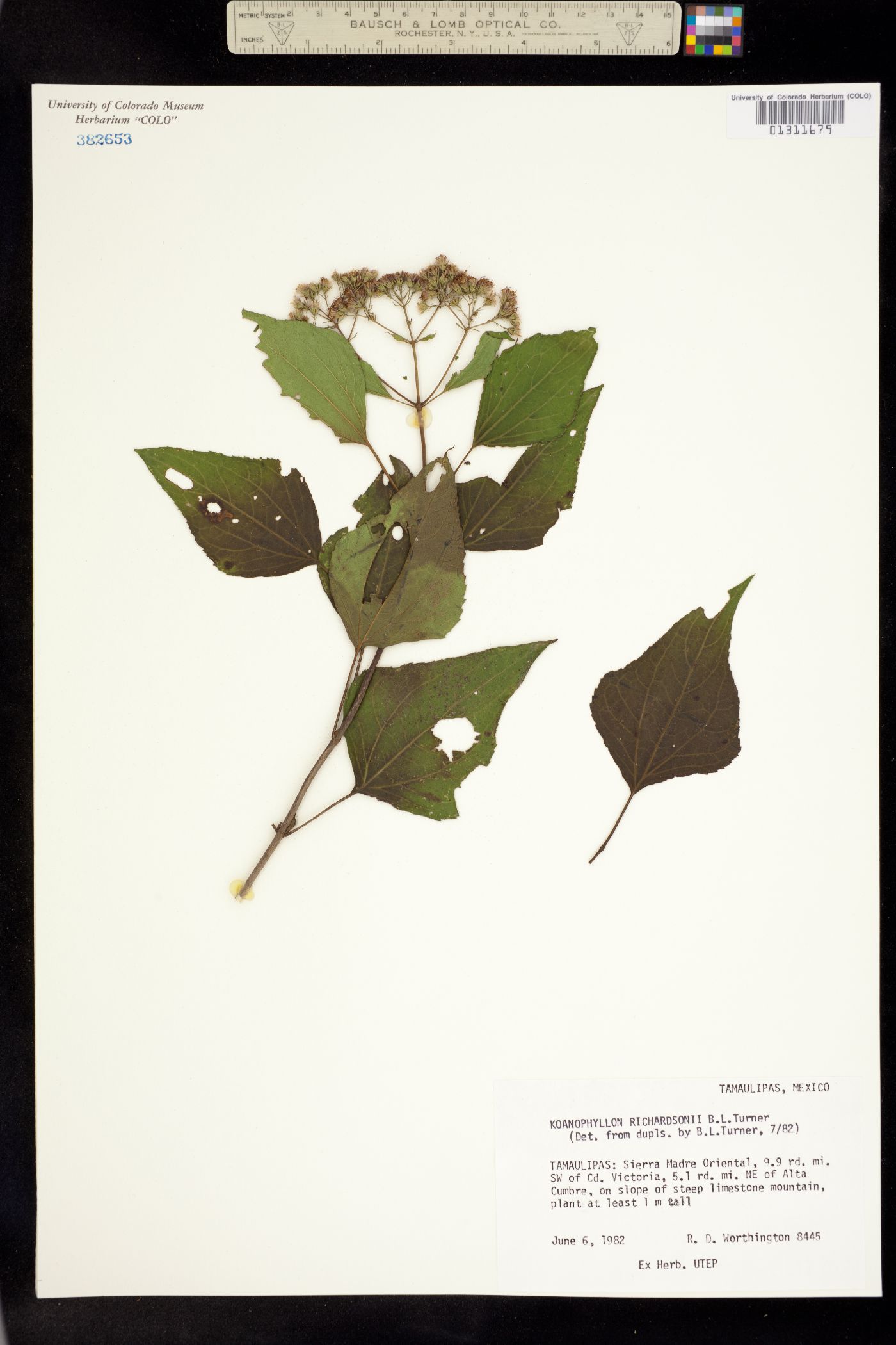 Koanophyllon richardsonii image