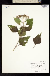 Image of Koanophyllon richardsonii