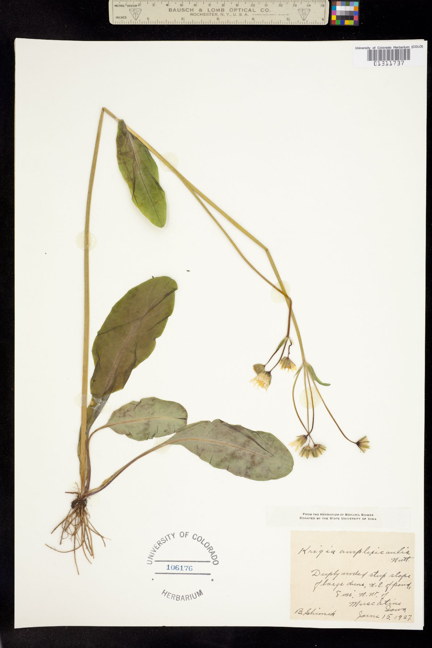 Krigia biflora image