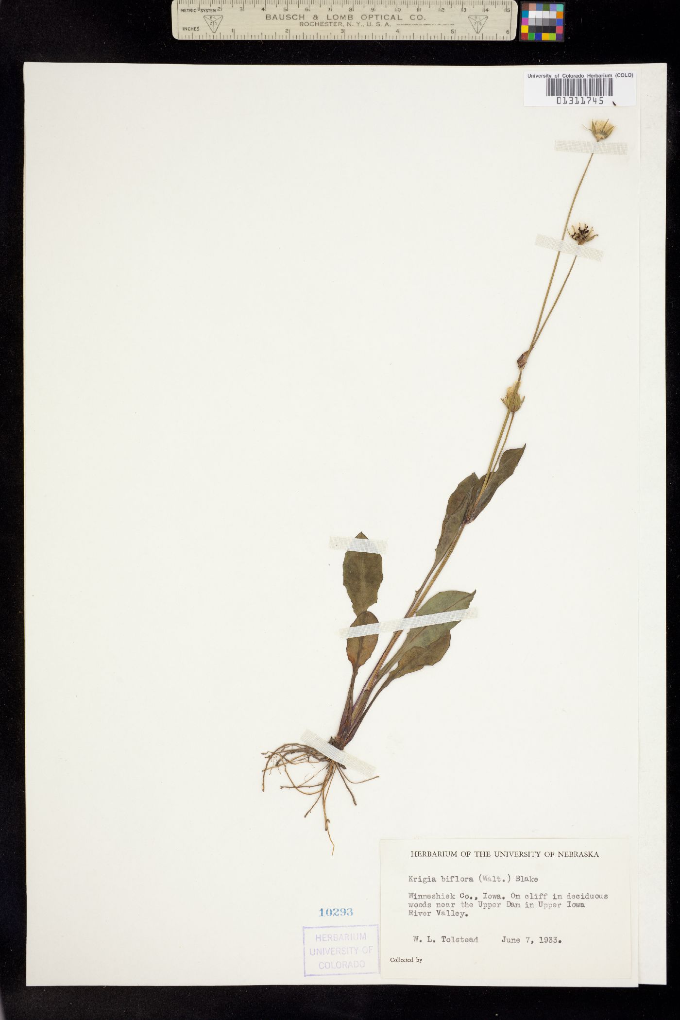 Krigia biflora image