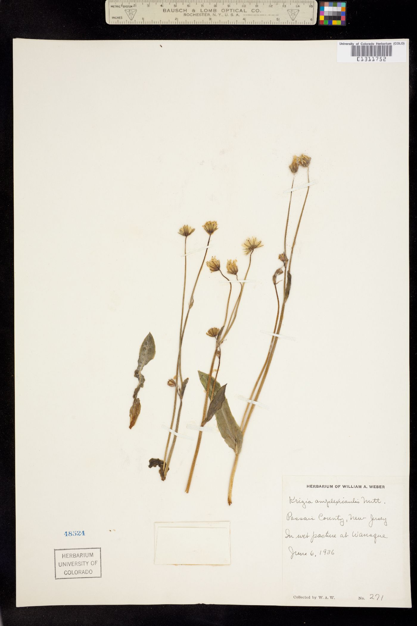 Krigia biflora image