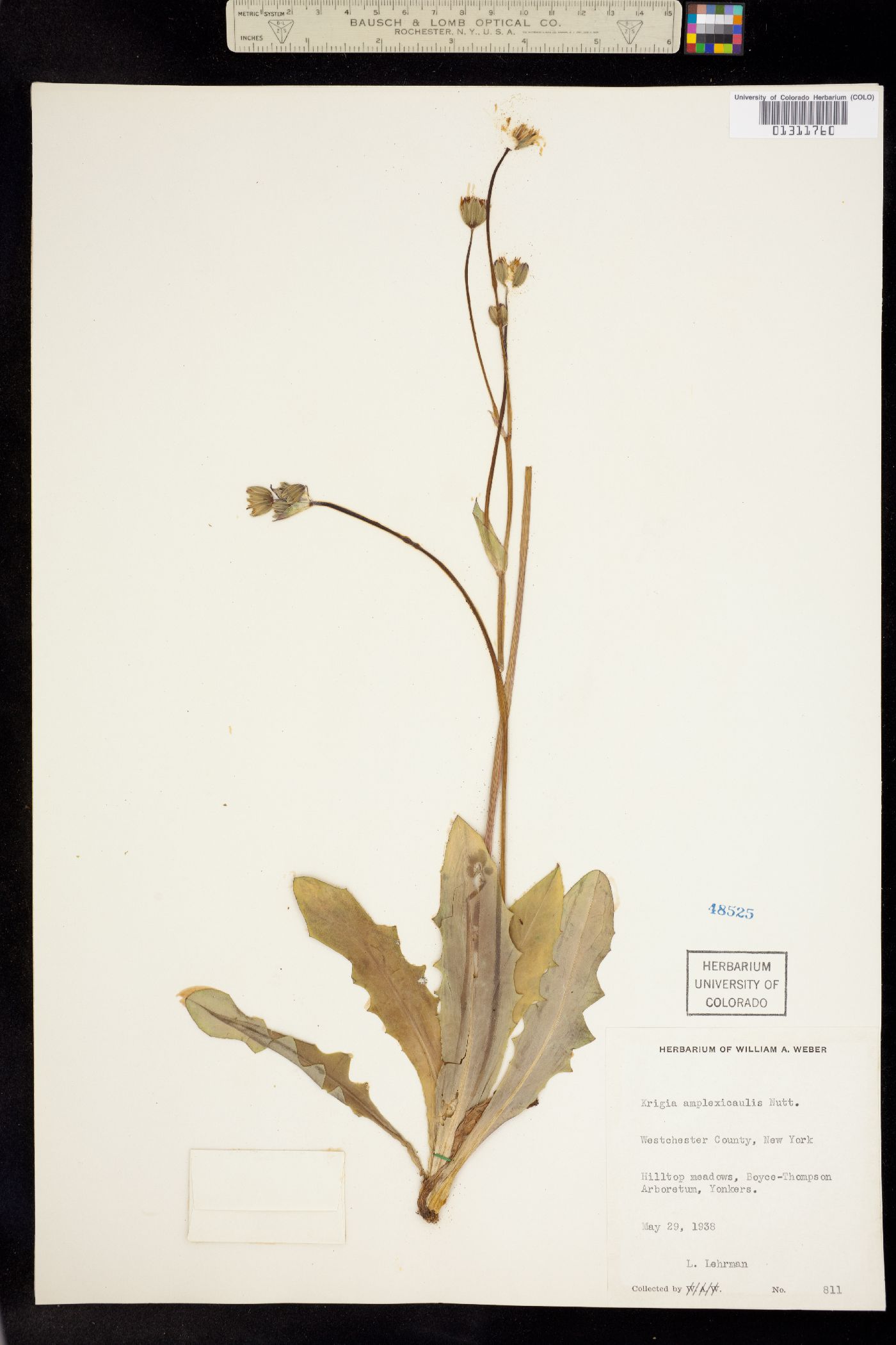 Krigia biflora image