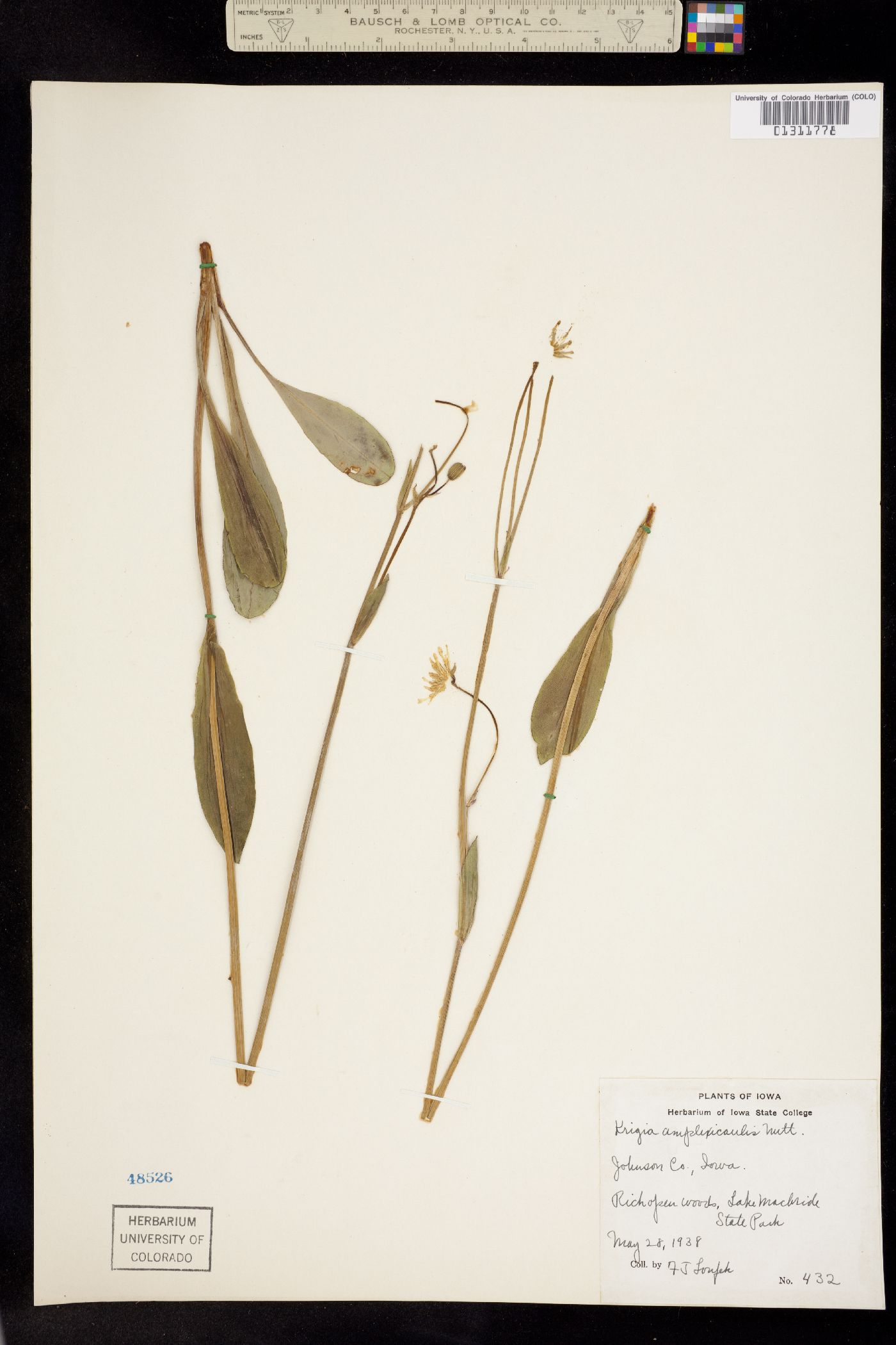 Krigia biflora image