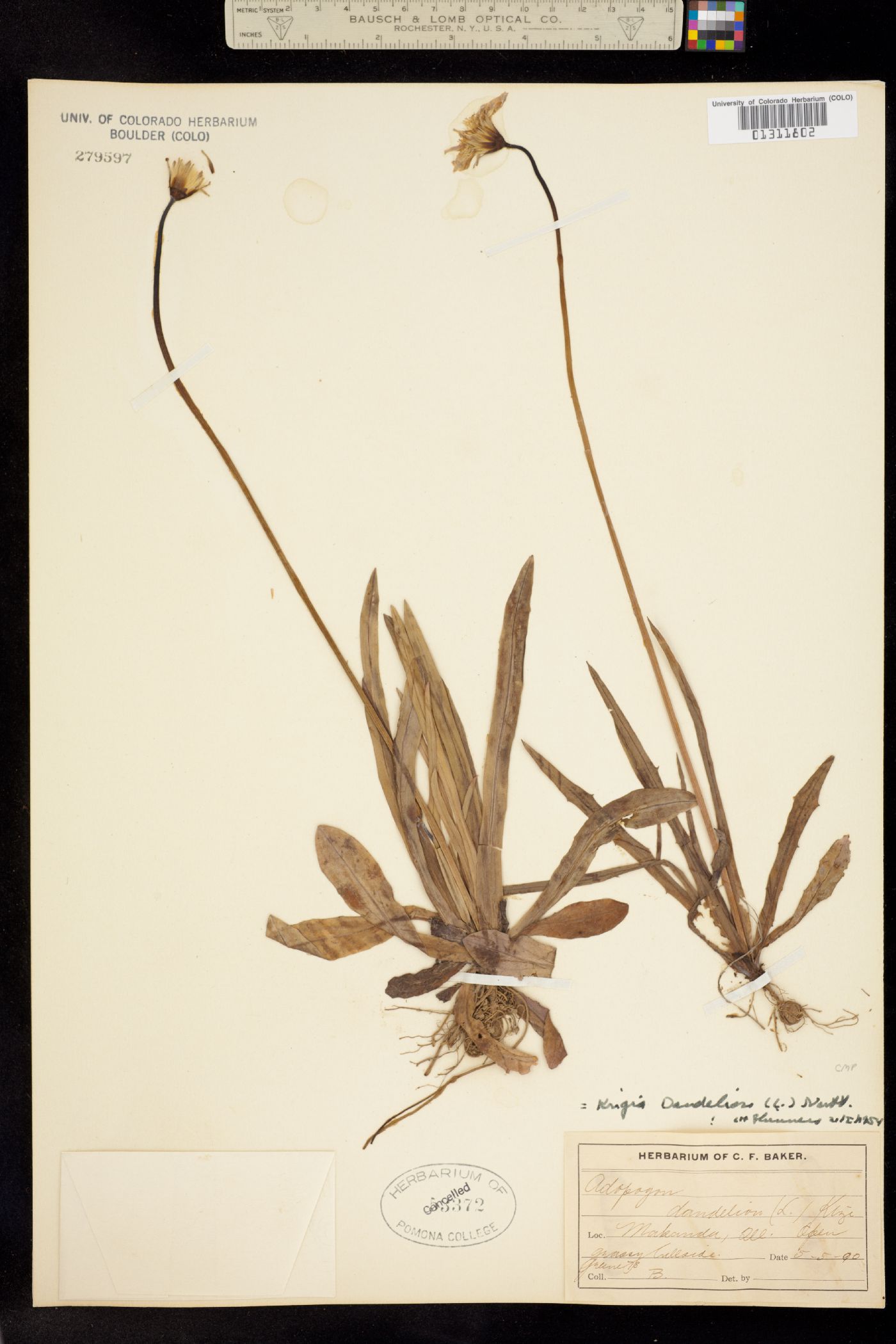 Krigia dandelion image