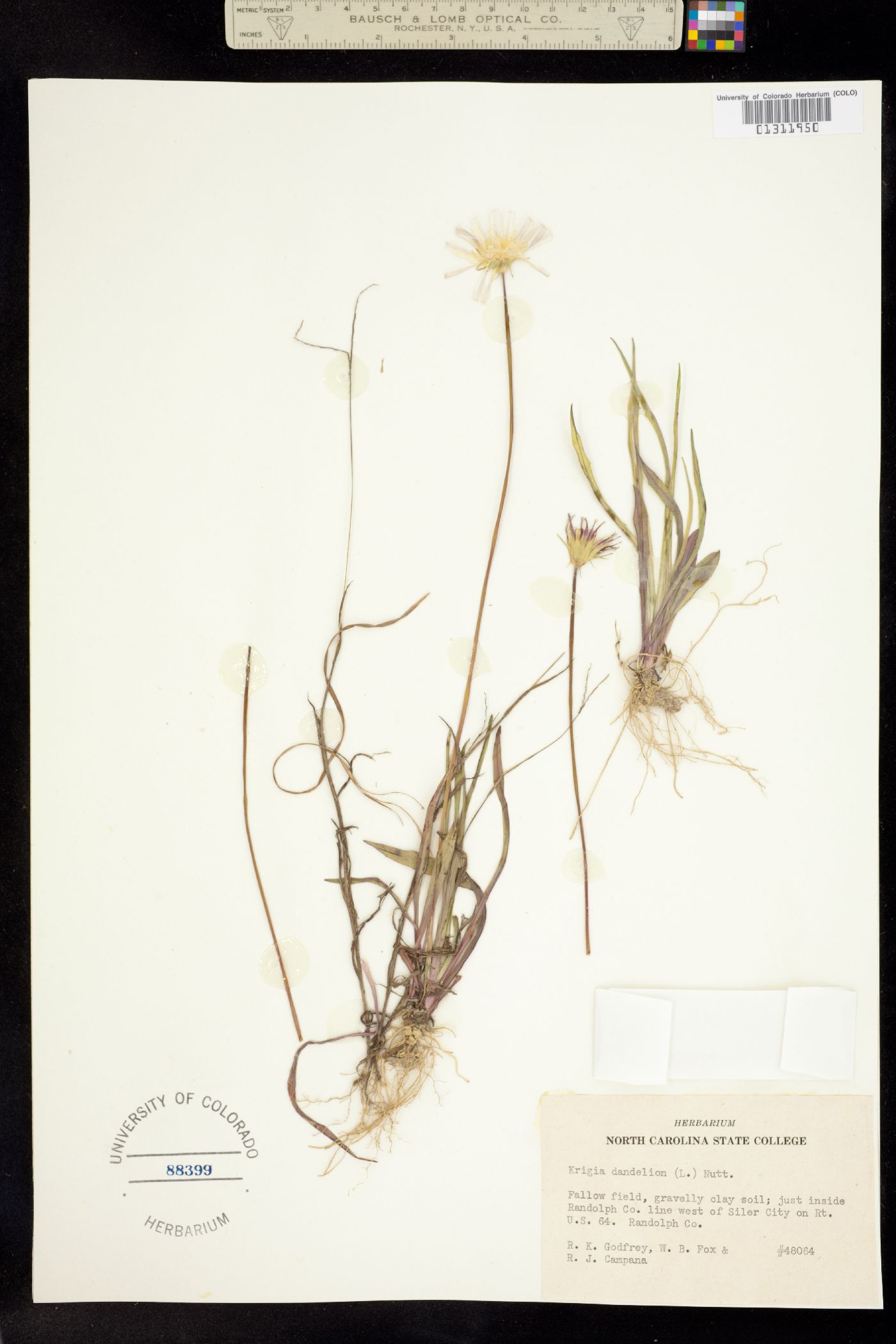 Krigia image