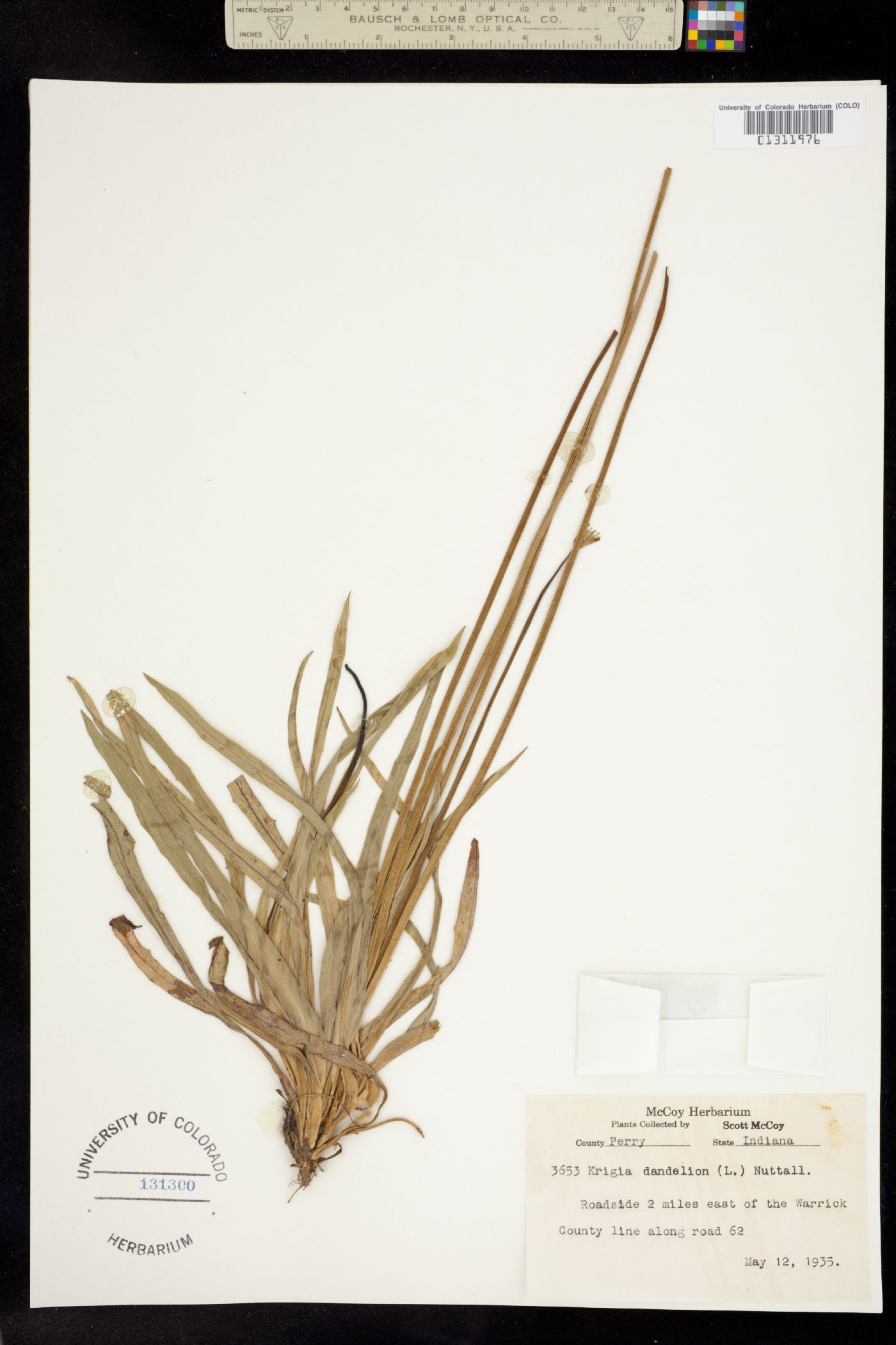 Krigia dandelion image