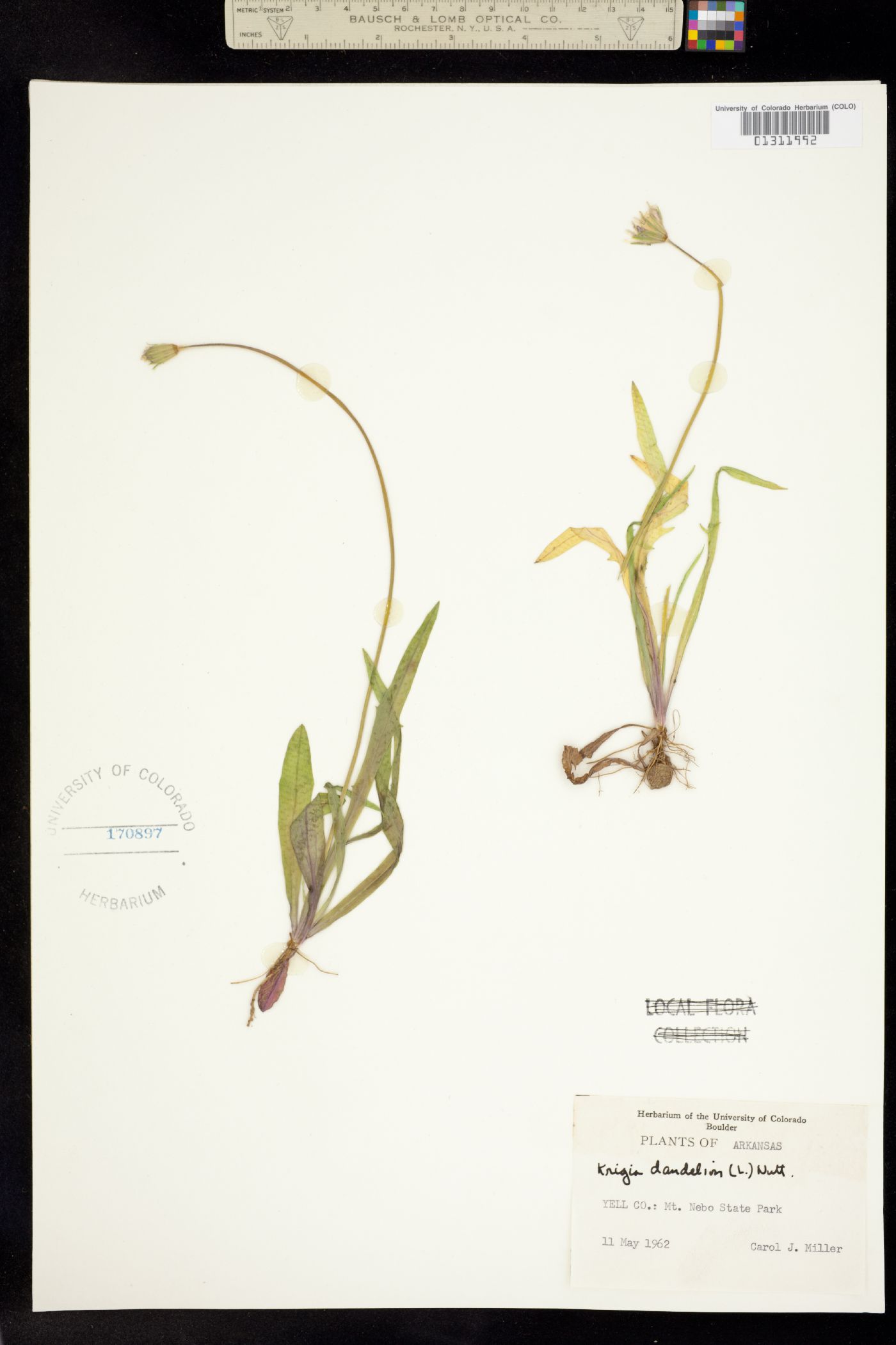 Krigia dandelion image