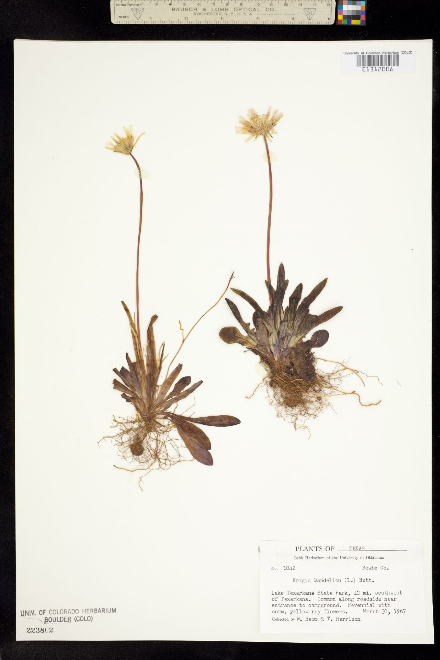 Krigia dandelion image