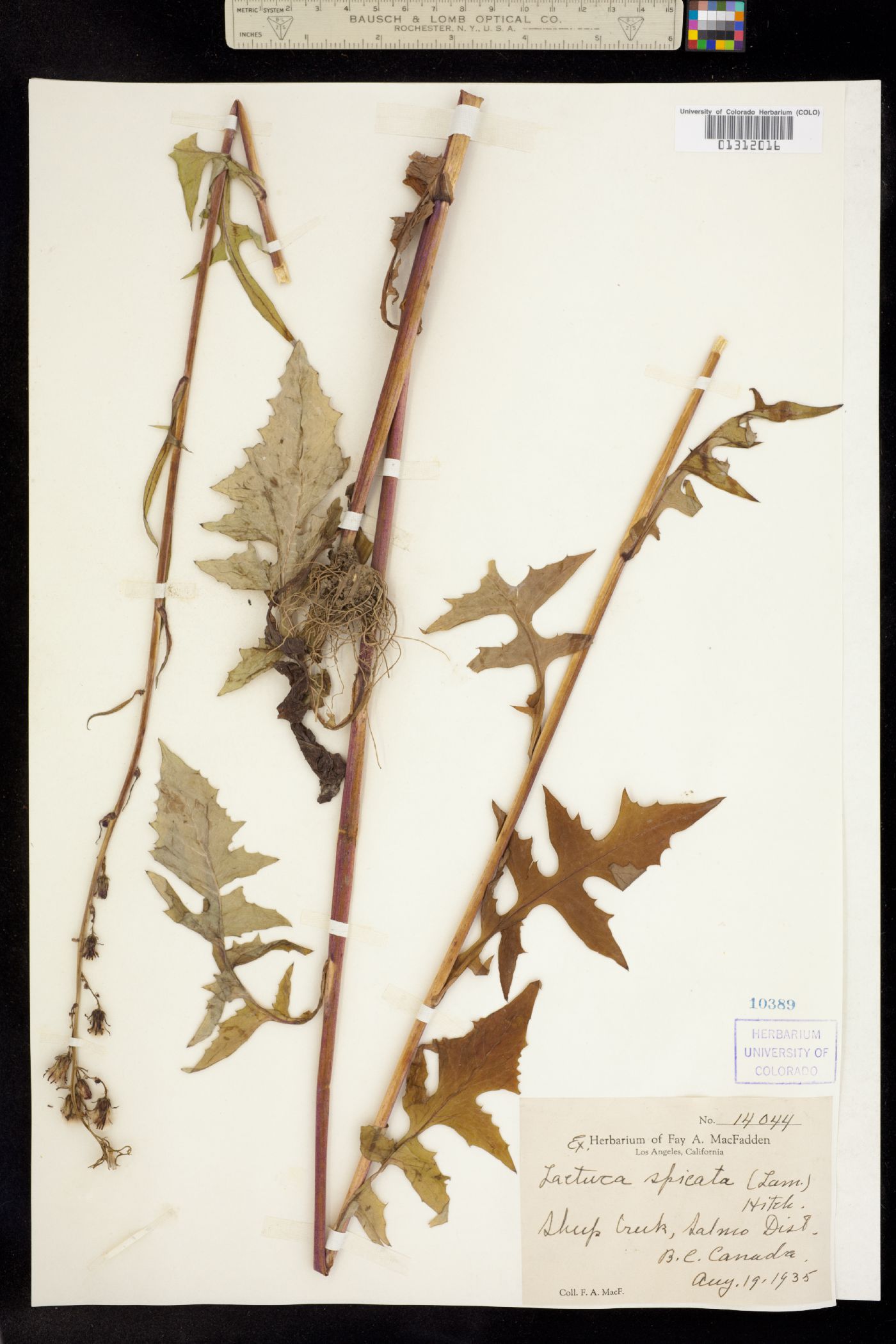 Lactuca biennis image