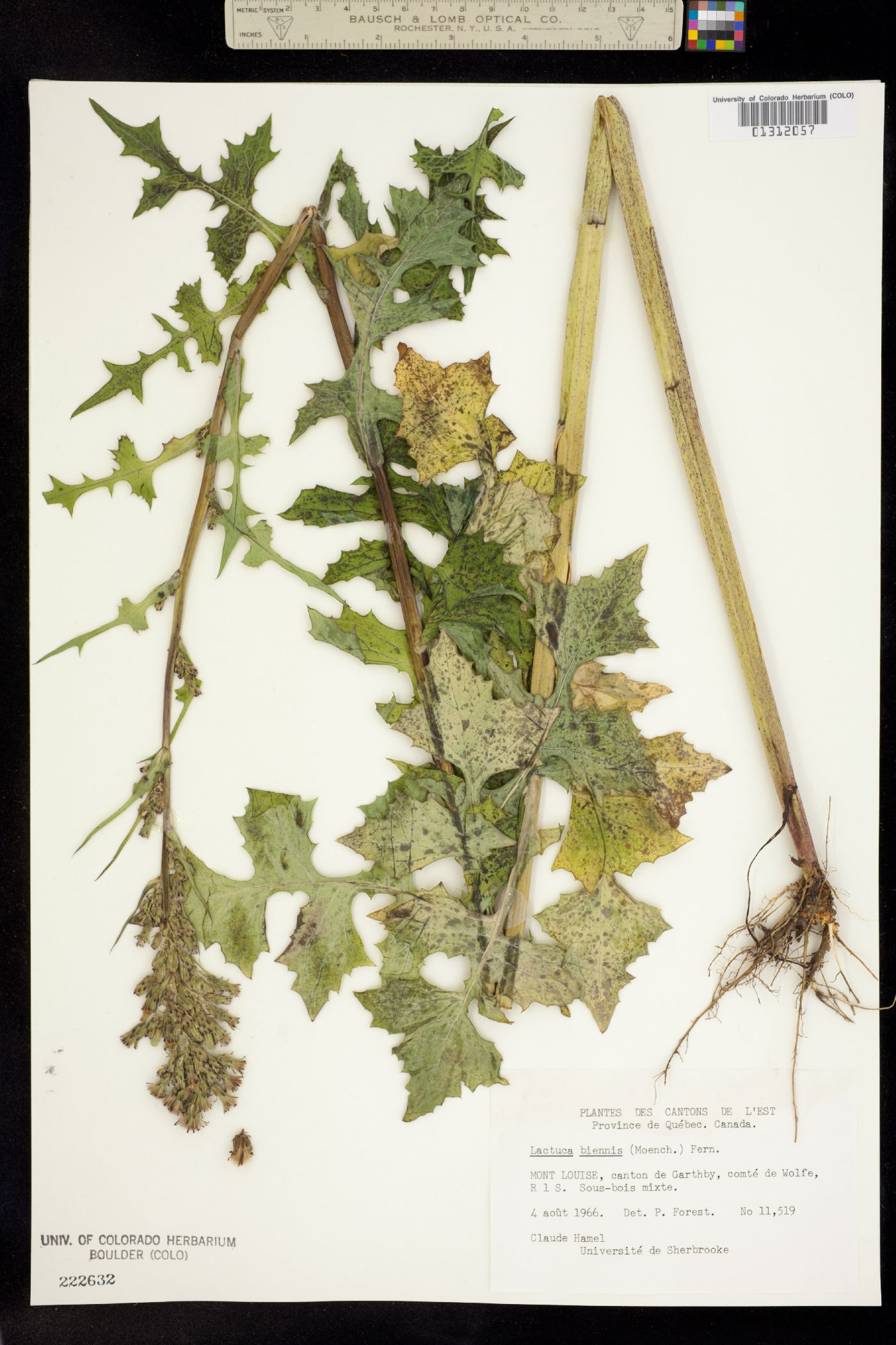 Lactuca biennis image