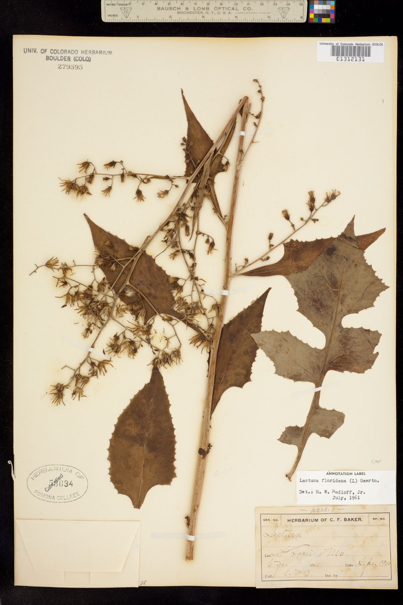 Lactuca floridana image