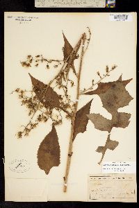 Image of Lactuca floridana