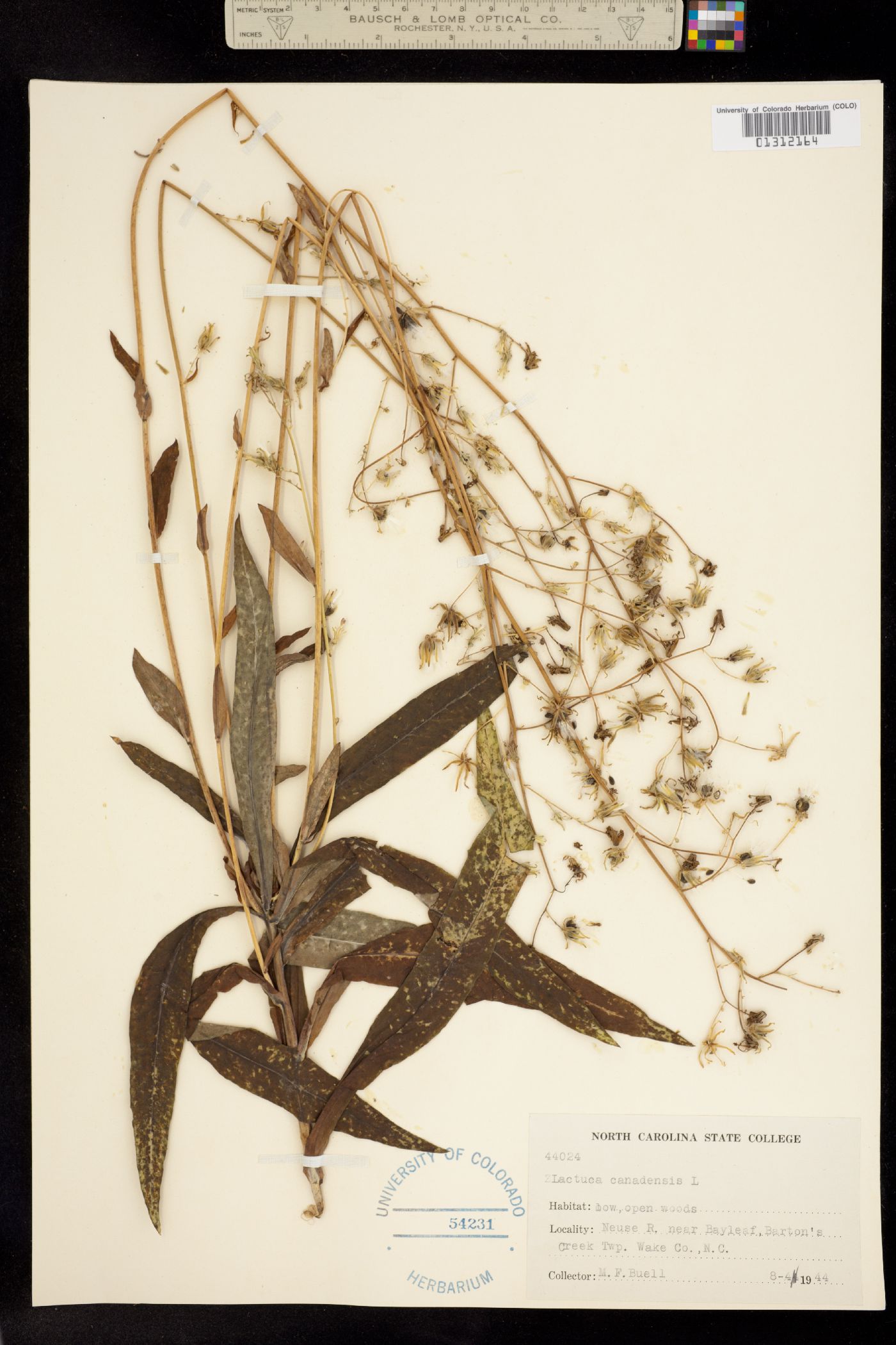 Lactuca canadensis image