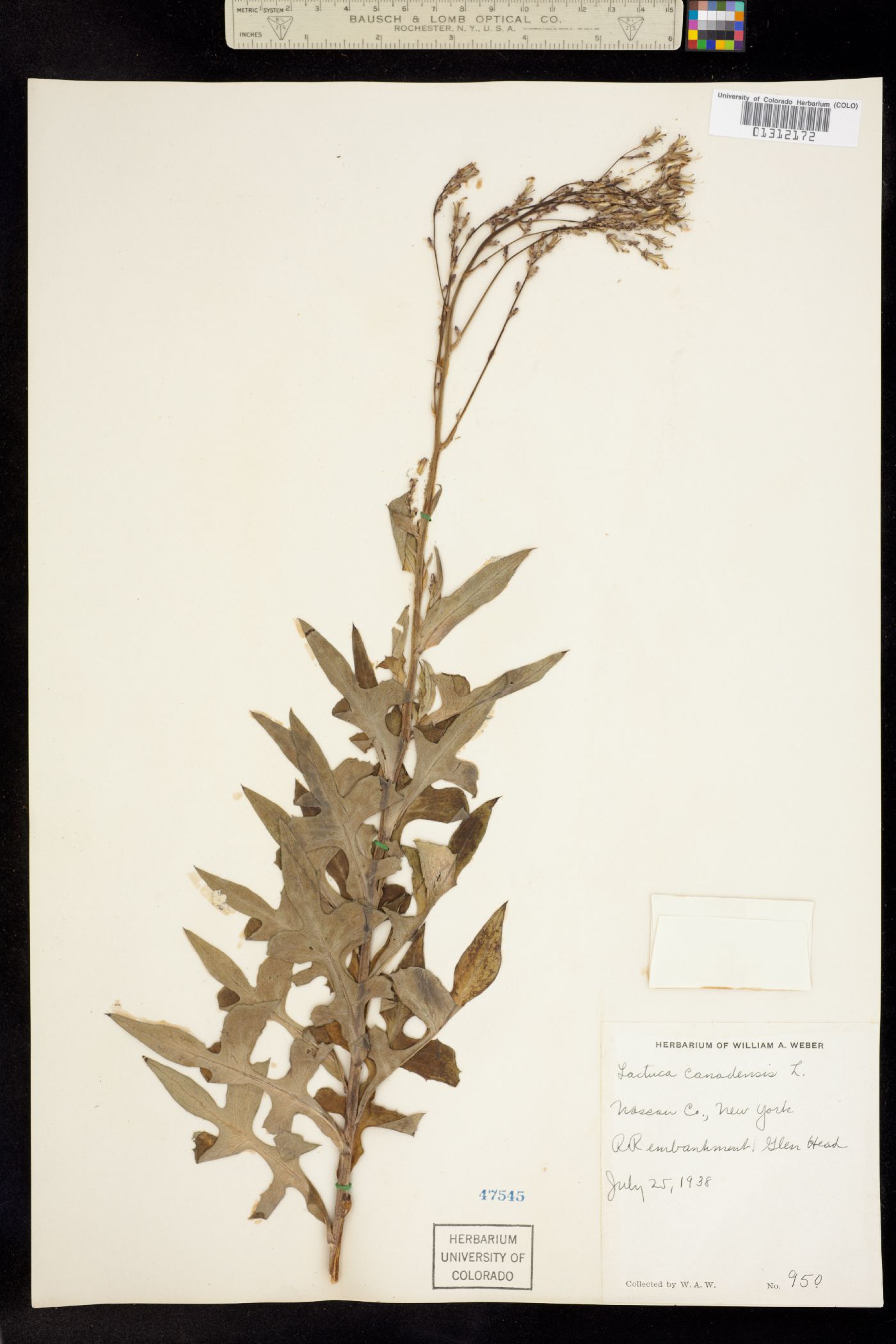 Lactuca canadensis image