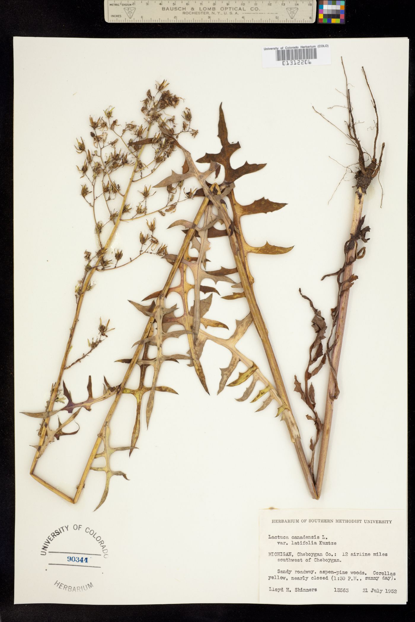 Lactuca canadensis image