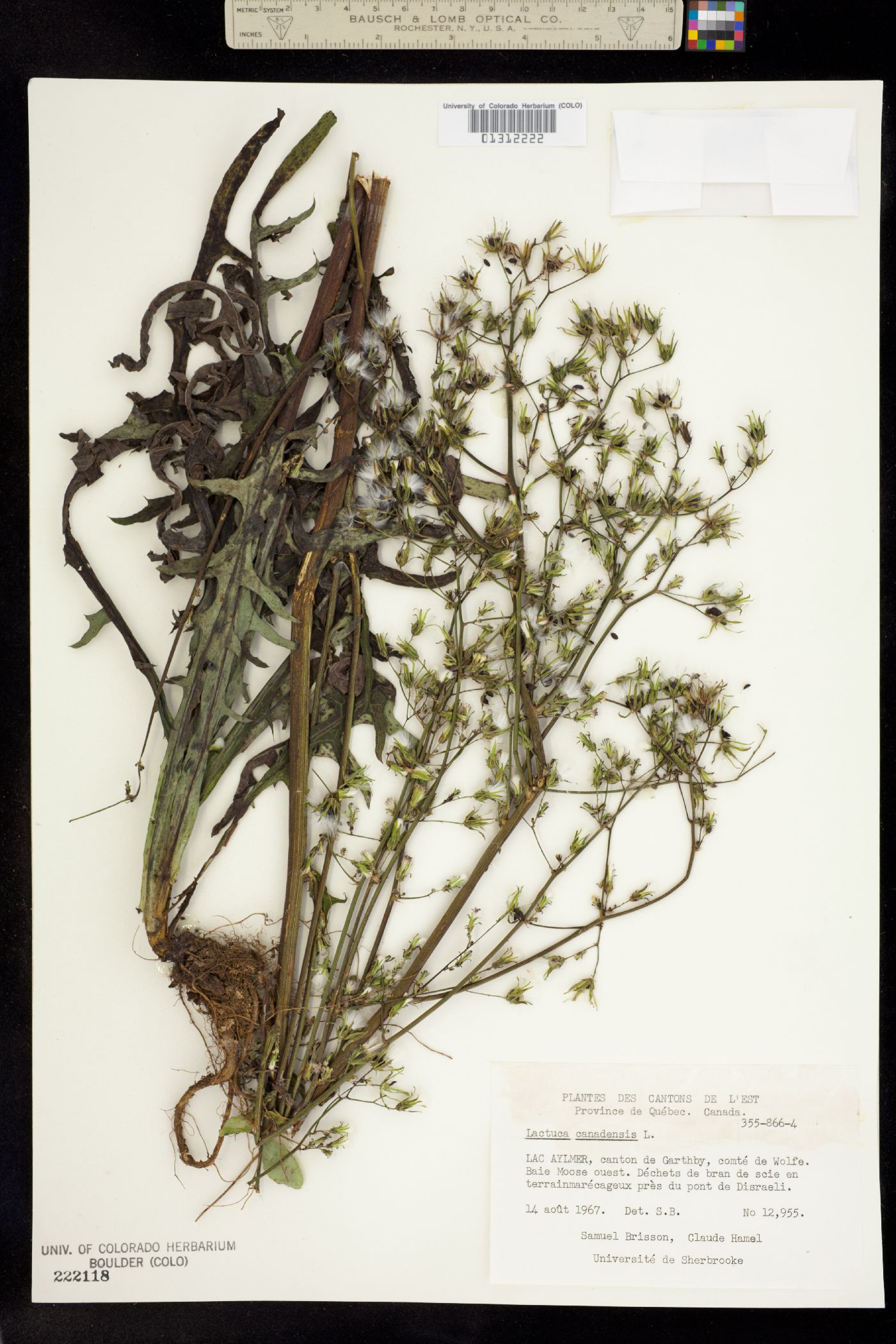 Lactuca canadensis image