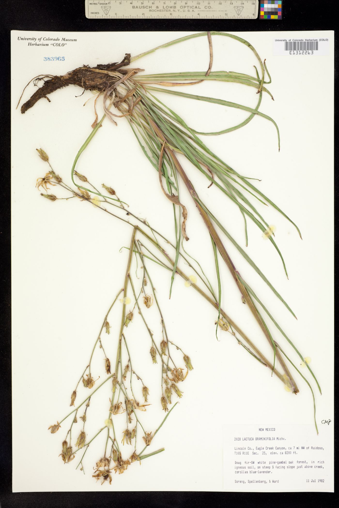 Lactuca graminifolia image