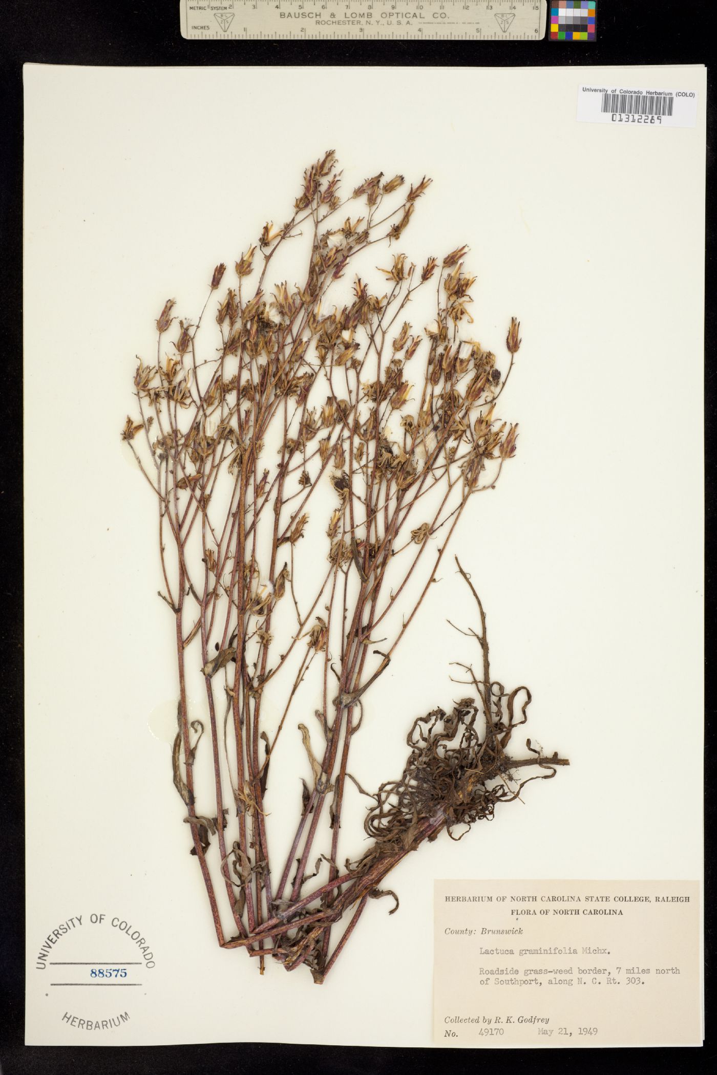 Lactuca graminifolia image